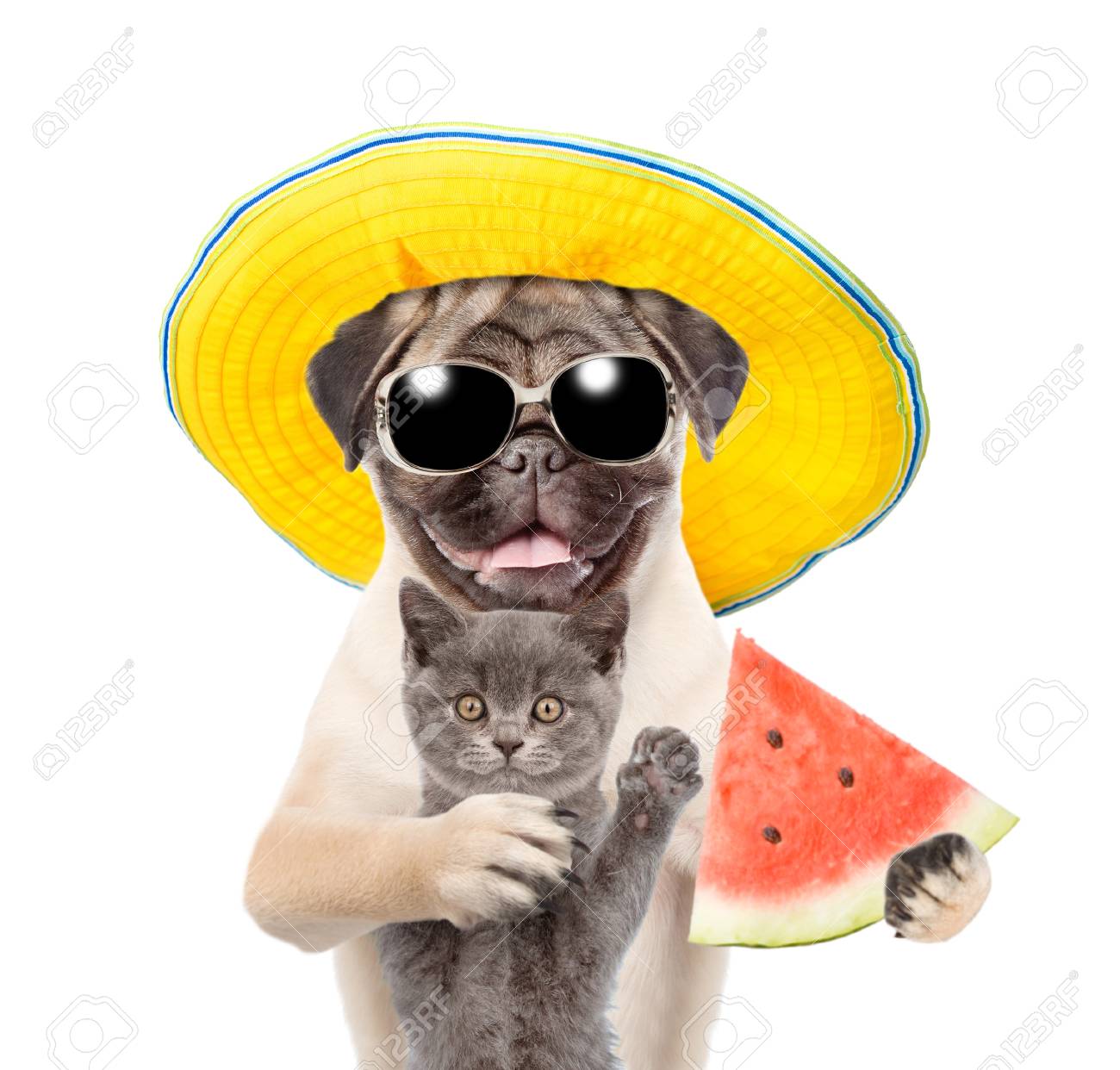 Chien Drole D Ete Avec Chaton Tenant Une Pasteque Dans Ses Pattes Isole Sur Fond Blanc Banque D Images Et Photos Libres De Droits Image Chien Drole D Ete Avec Chaton Tenant Une Pasteque Dans Ses Pattes Isole Sur Fond Blanc Banque D Images Et Photos Libres De Droits Image