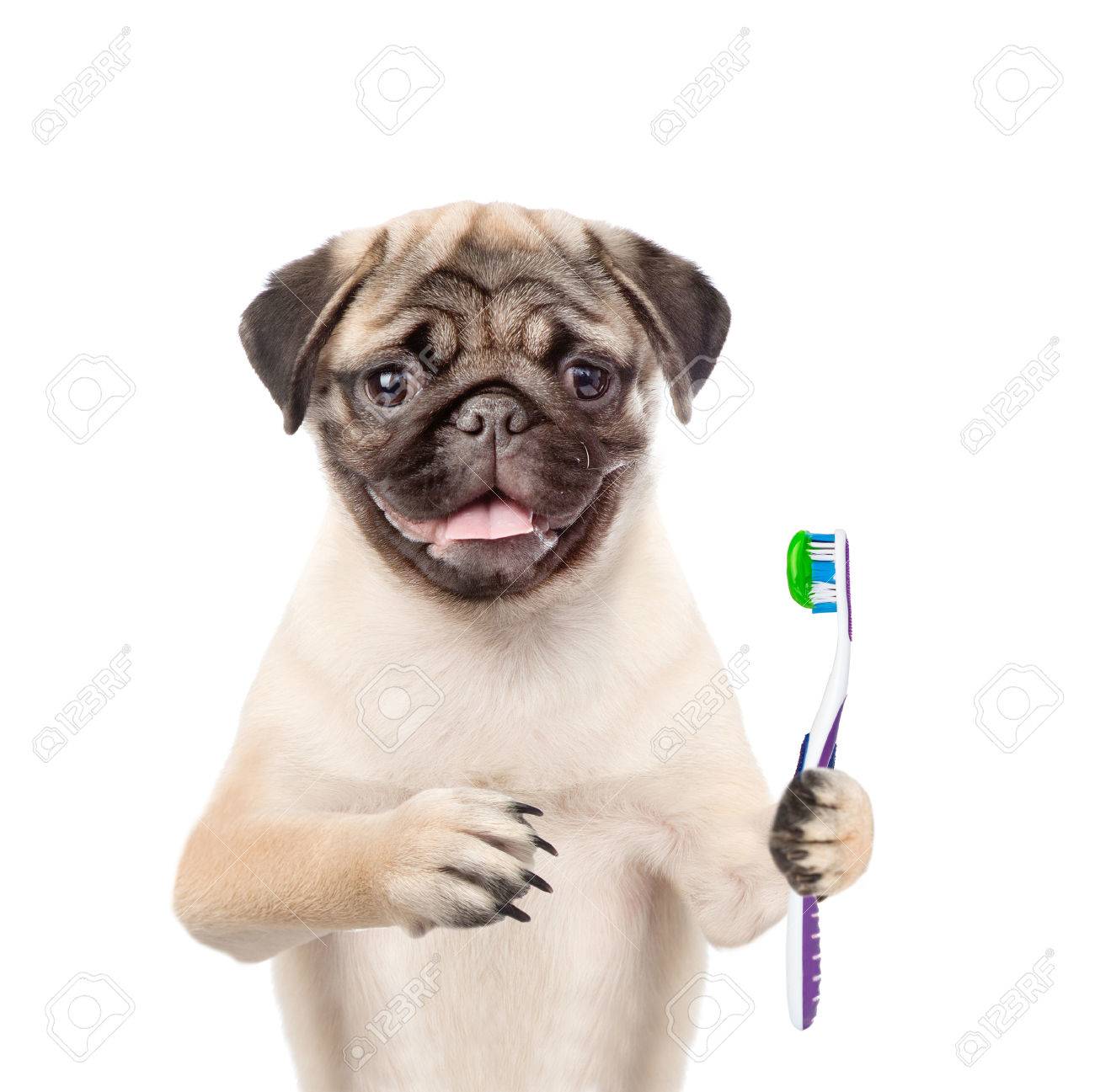 pug toothbrush