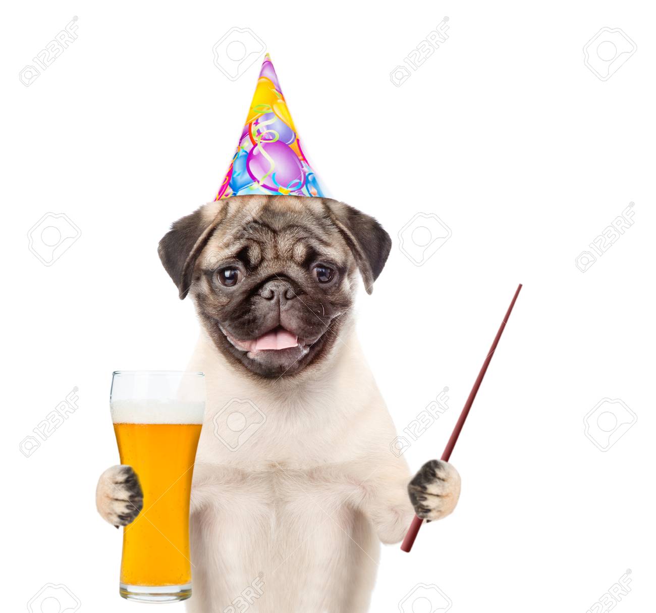 ビールとポインティングスティックのガラスと誕生日帽子で面白い子犬 白い背景上に分離 の写真素材 画像素材 Image