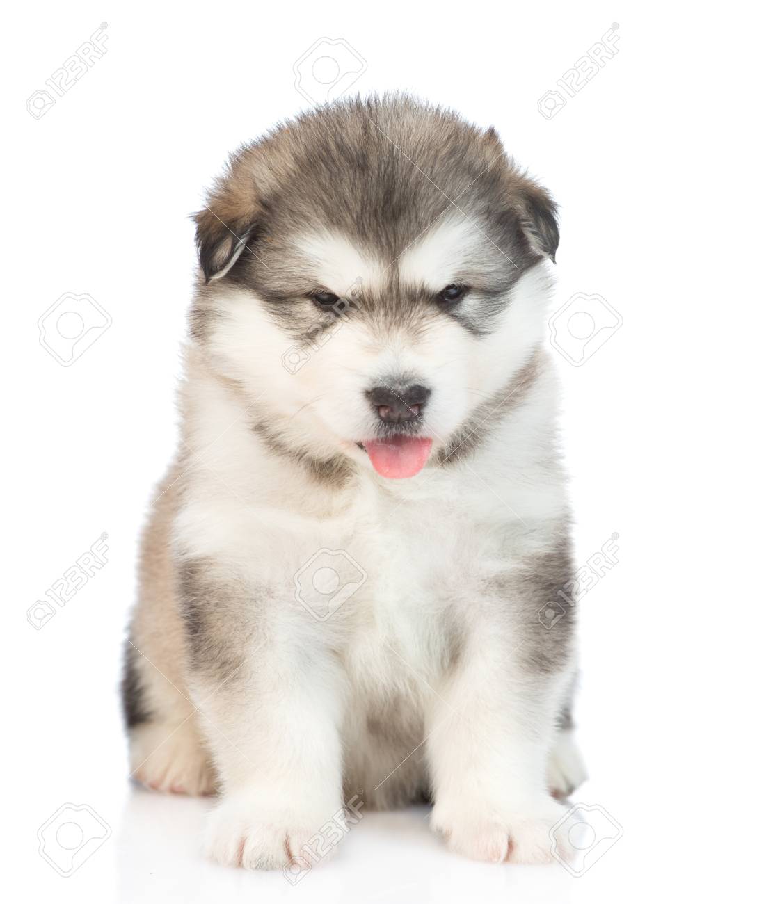 malamute puppy