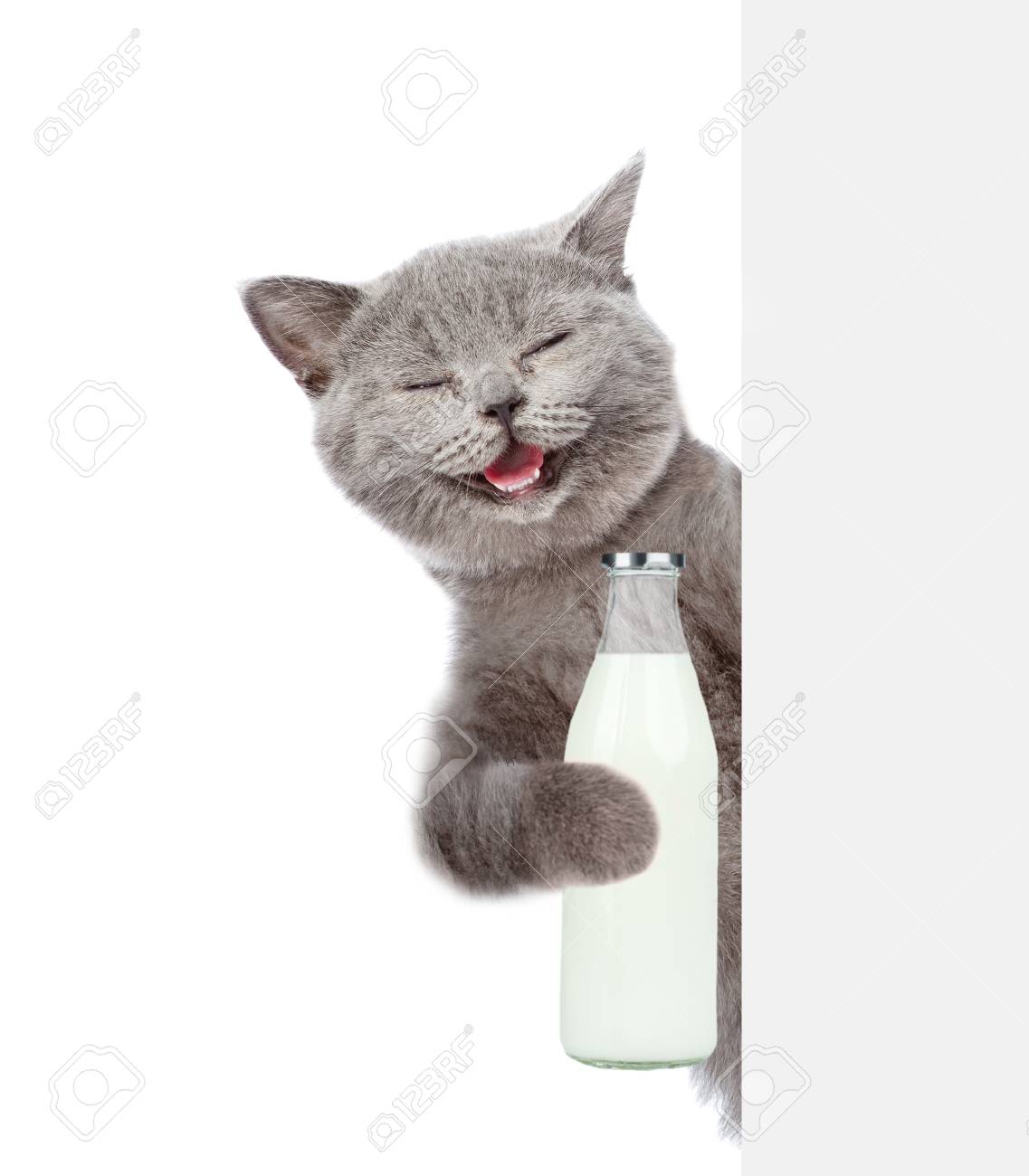 Cat With A Bottle Of Milk In The Paws Isolated On White Background Stock Photo Picture And Royalty Free Image Image