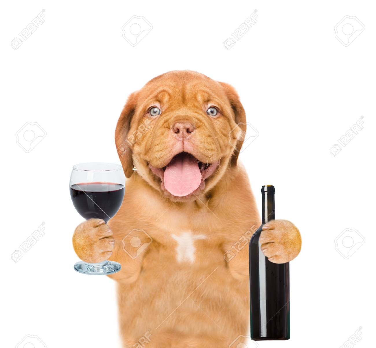 dog with bottle