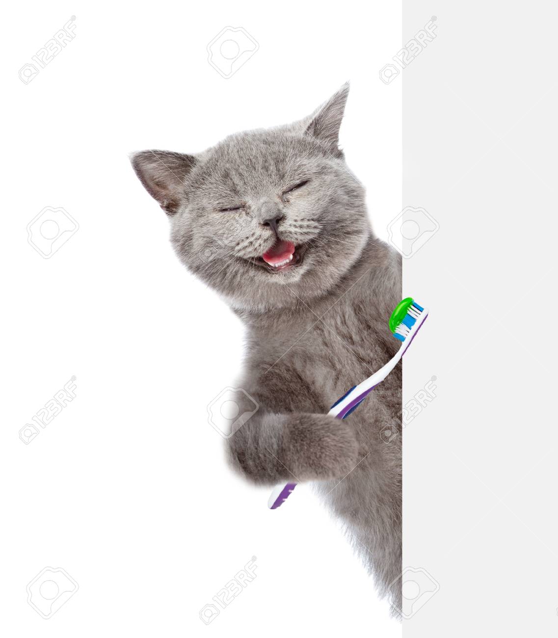 Immagini Stock Gatto Felice Con Uno Spazzolino Da Denti Che Da Una Occhiata Da Dietro Il Bordo Vuoto Isolato Su Sfondo Bianco Image 75405634