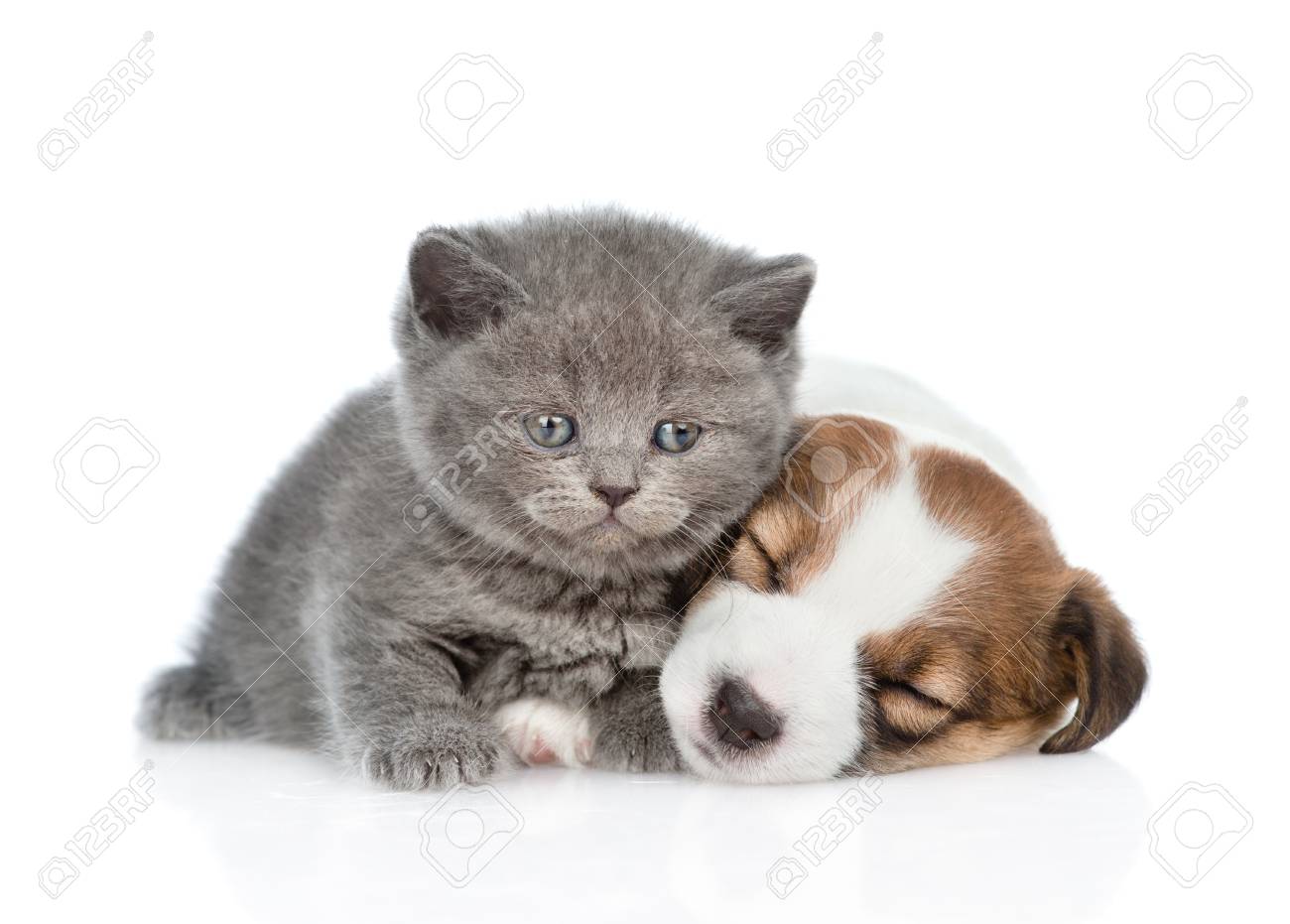 Cute Kitten Near Sleeping Puppy Jack Russell Isolated On White