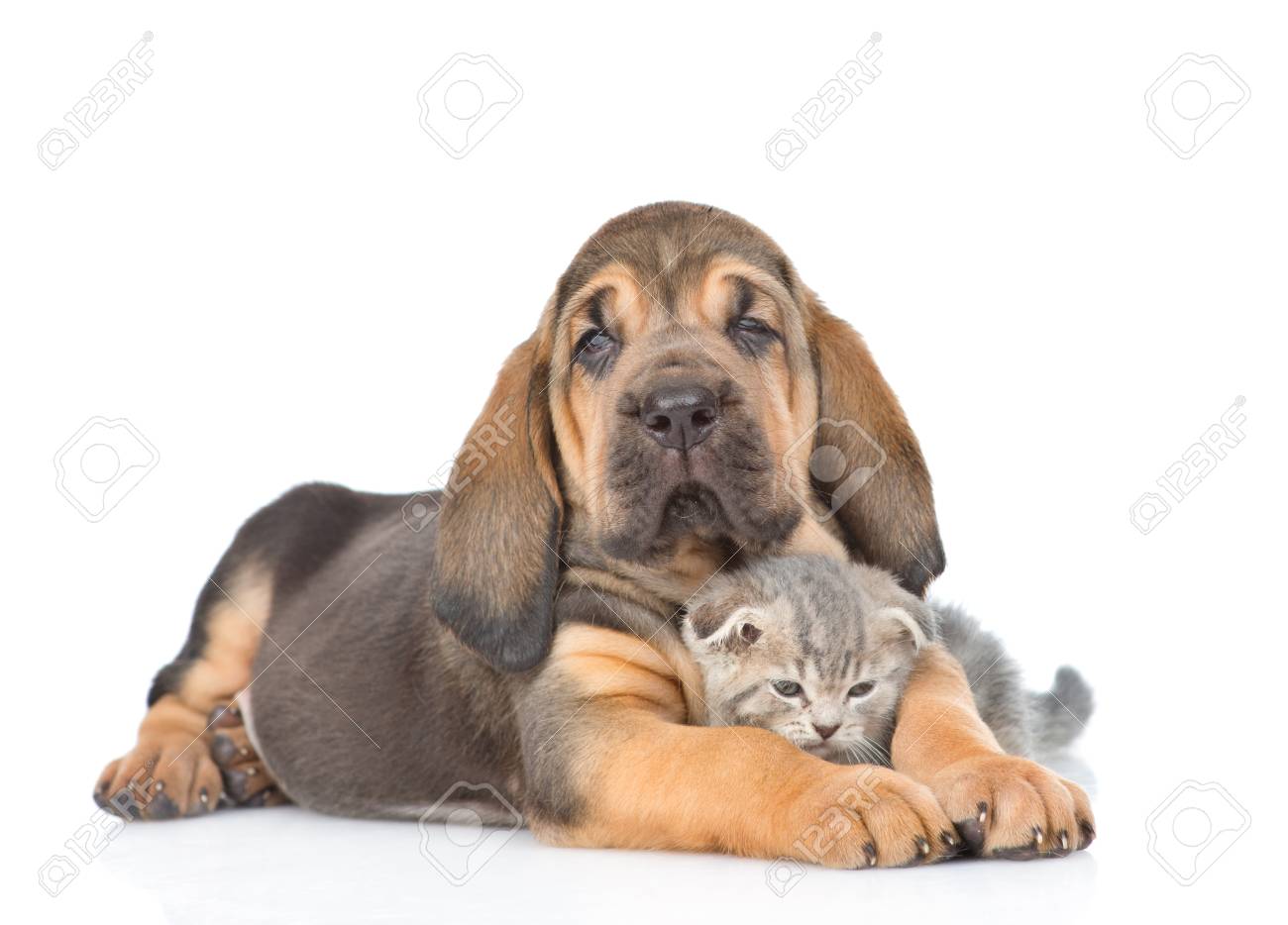 Bloodhound Puppy Embracing Kitten. Isolated On White Background. Stock  Photo, Picture And Royalty Free Image. Image 76462173.