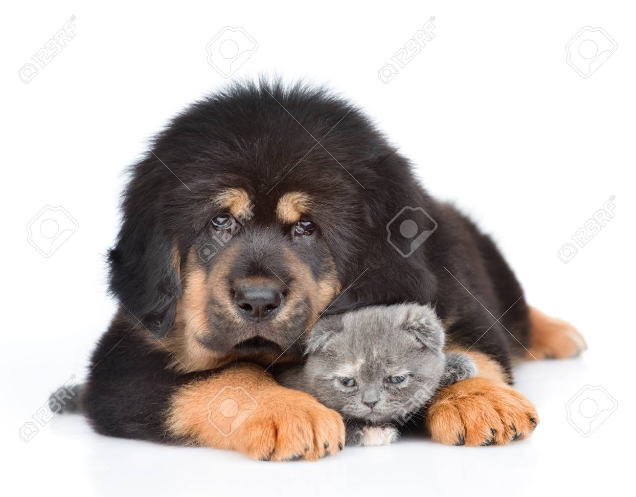 tibetan mastiff newborn puppies