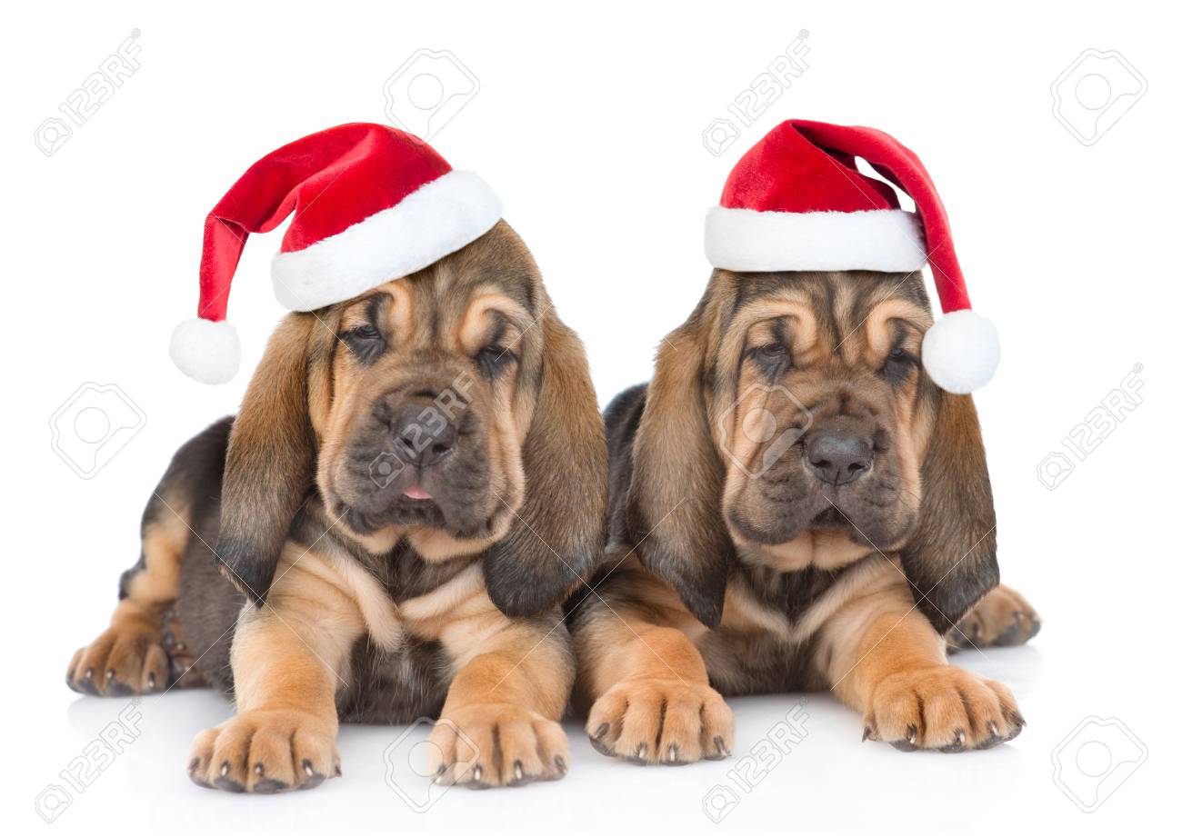 Two Bloodhound Puppies In Red Hats Lying Together Isolated On Stock Photo Picture And Royalty Free Image Image 78399357