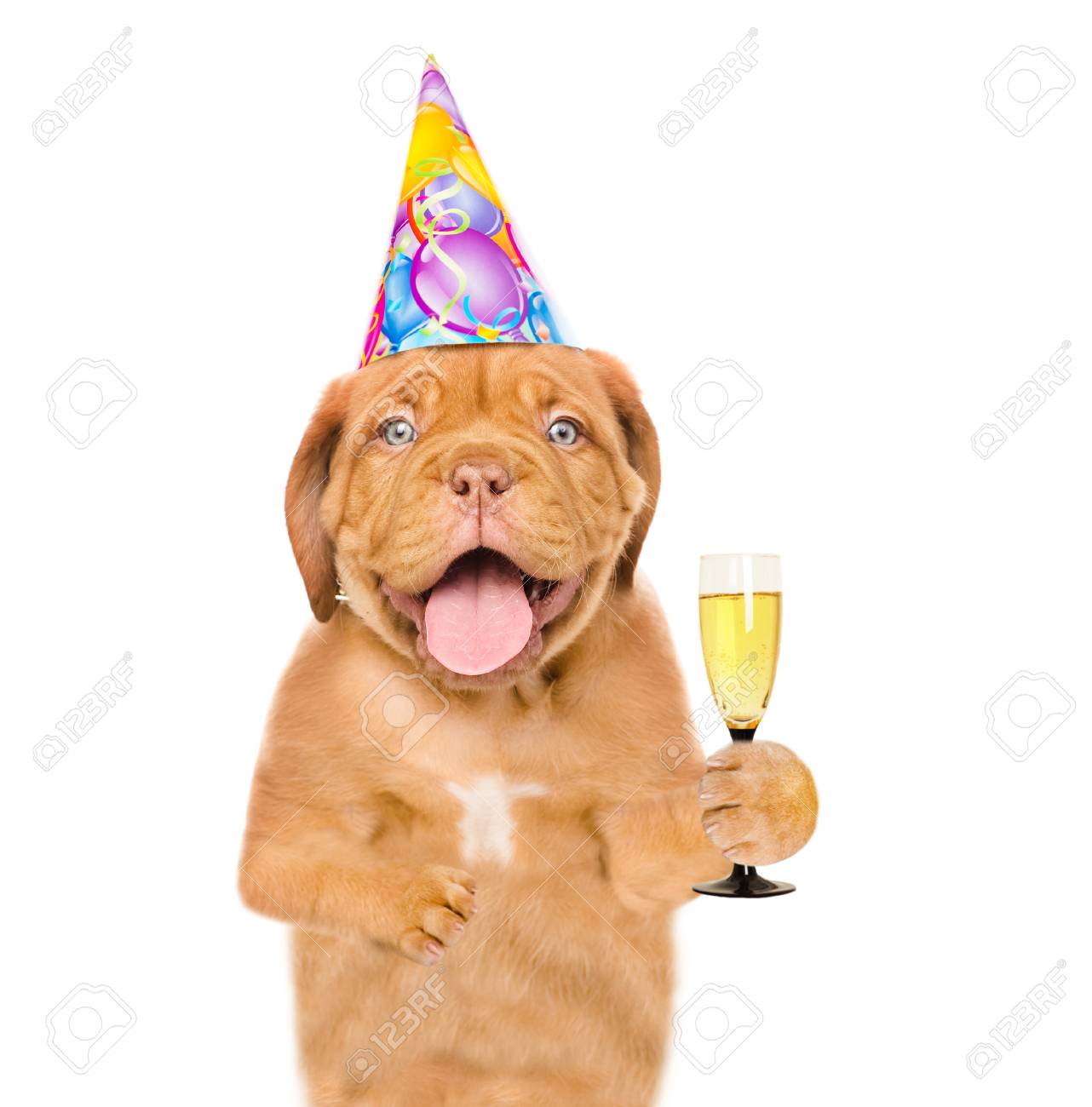 dog in birthday hat holding glass of champagne isolated on white