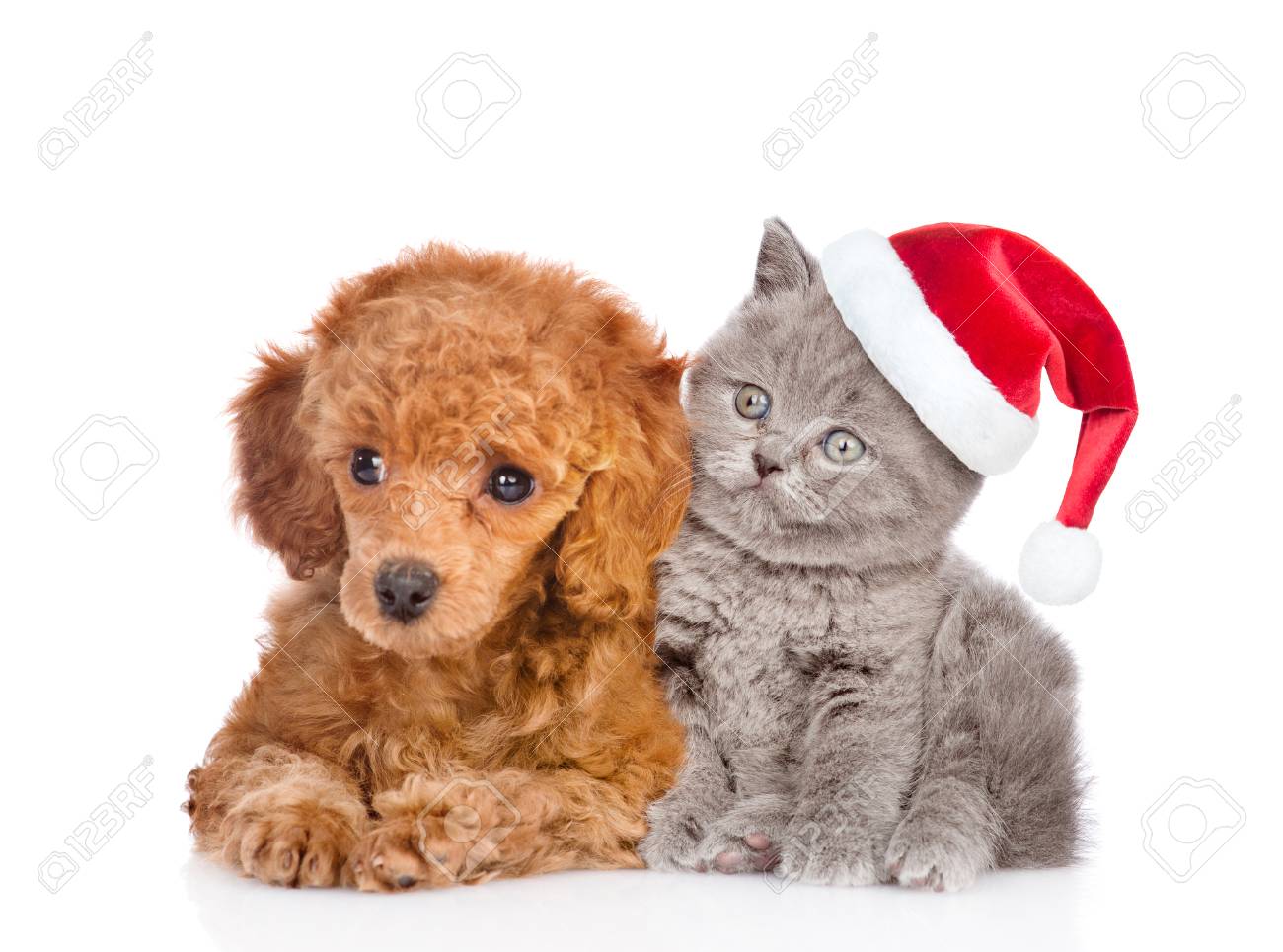 cat with tiny santa hat