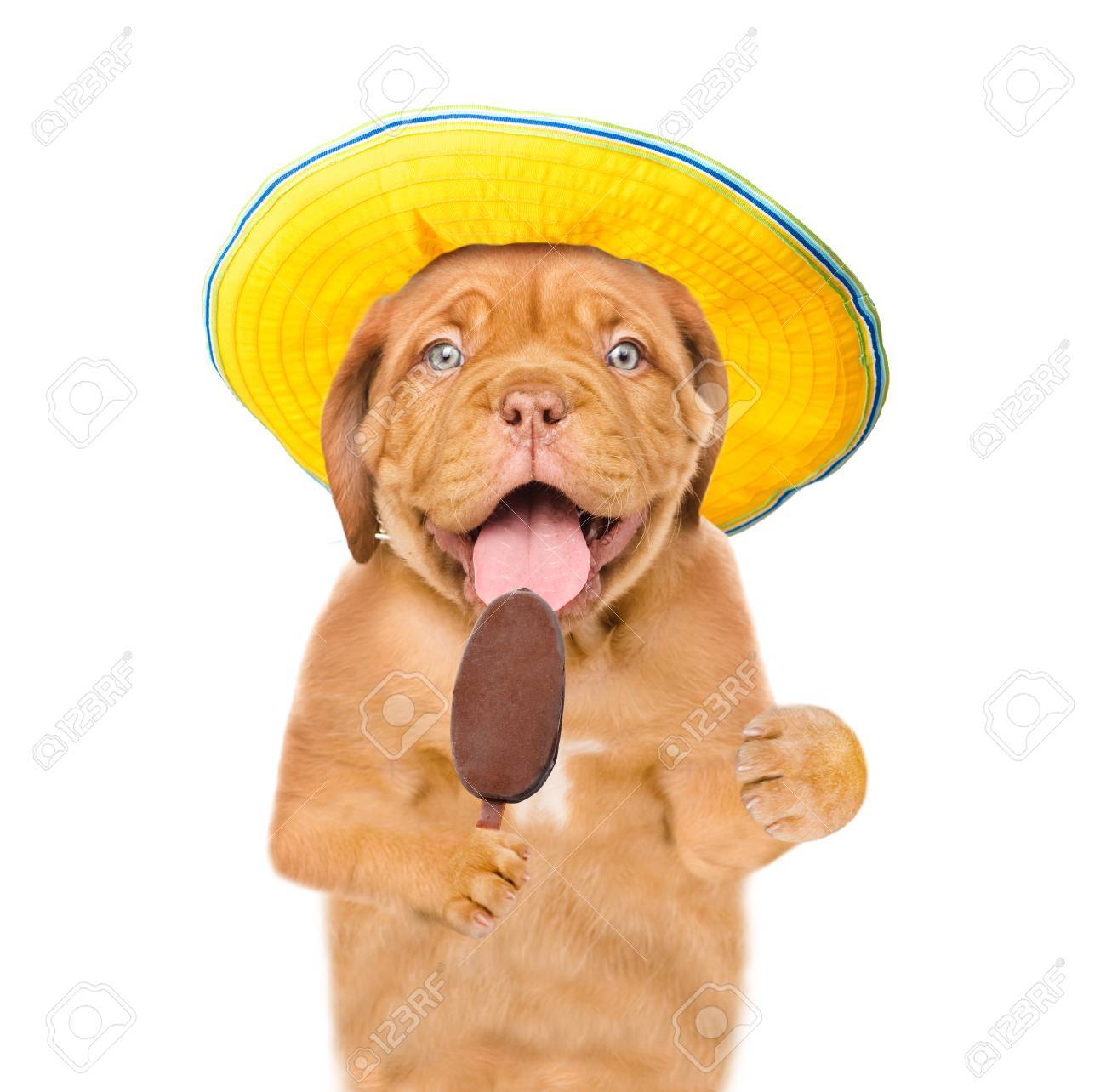 アイスキャンディーを食べる夏帽子を持つ面白い犬 白い背景上に分離 の写真素材 画像素材 Image