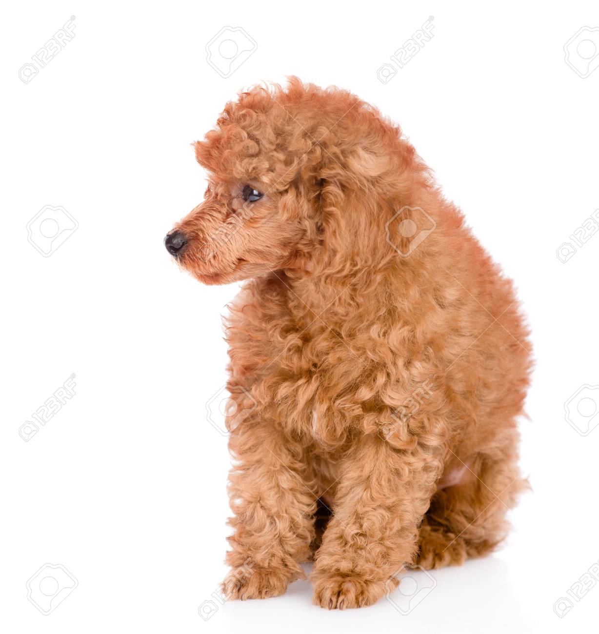 dwarf poodle size