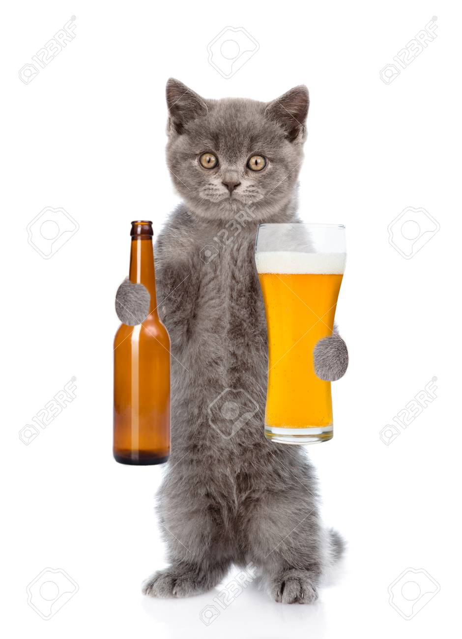 Drole De Chat Tenant La Biere Isole Sur Fond Blanc Banque D Images Et Photos Libres De Droits Image