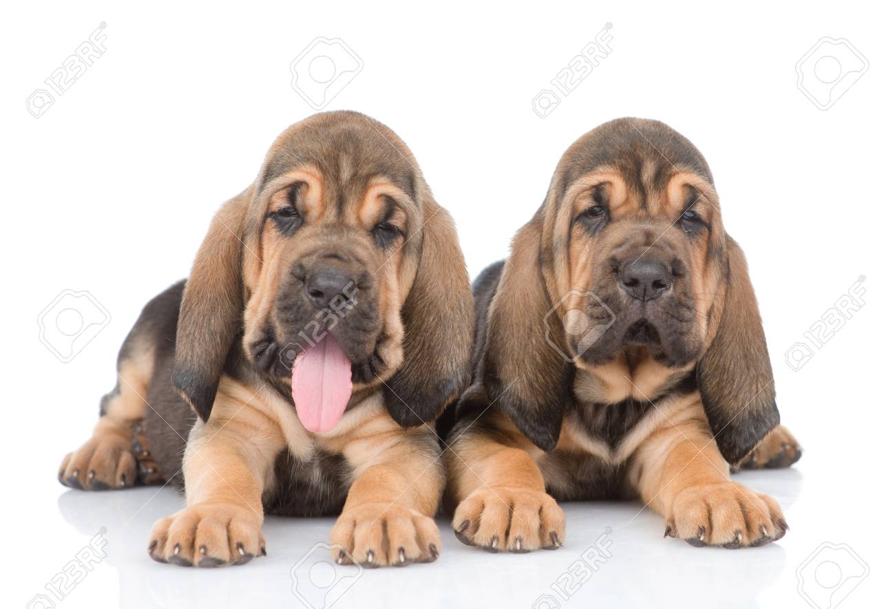 bloodhound puppies