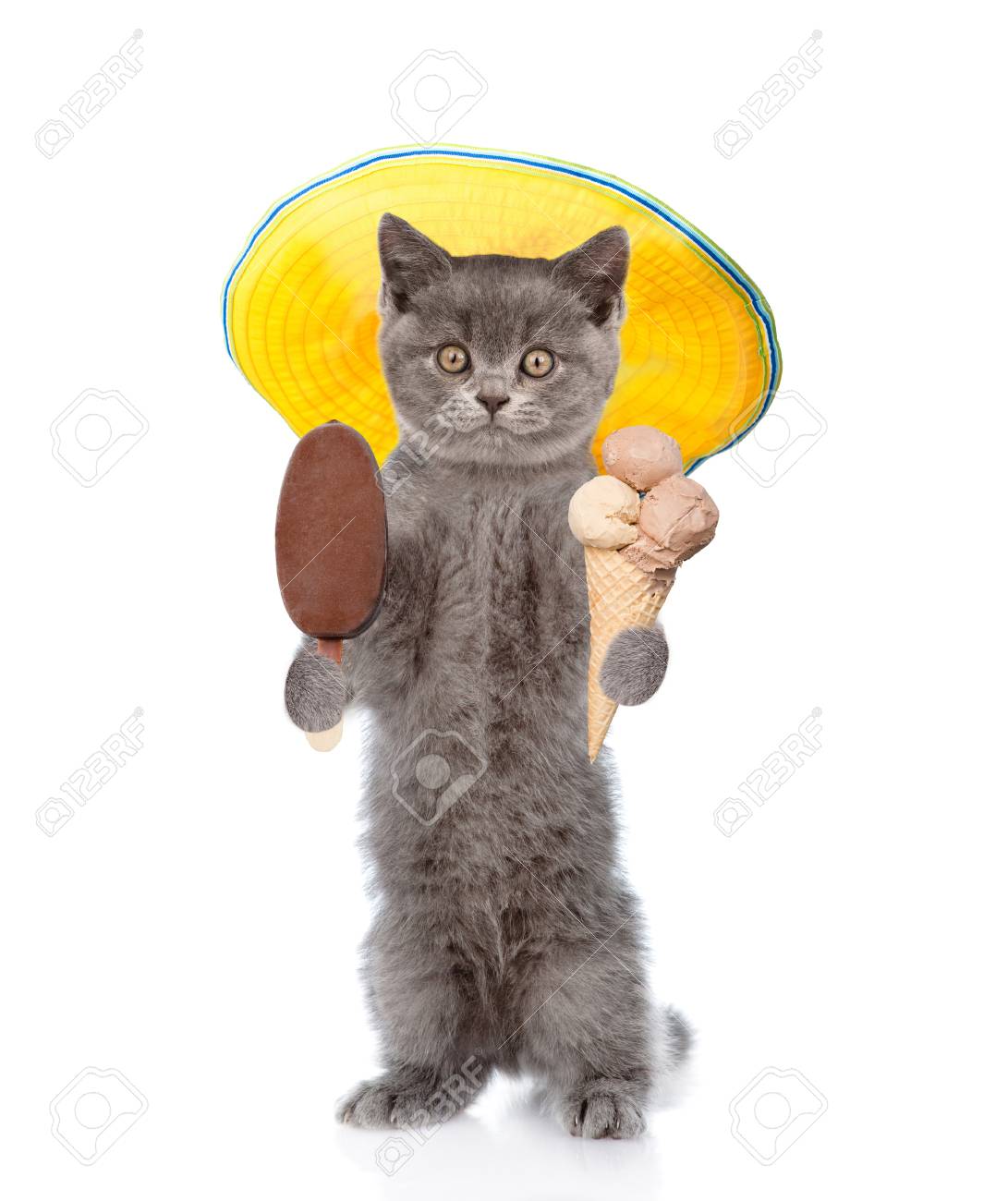 funny cat with summer