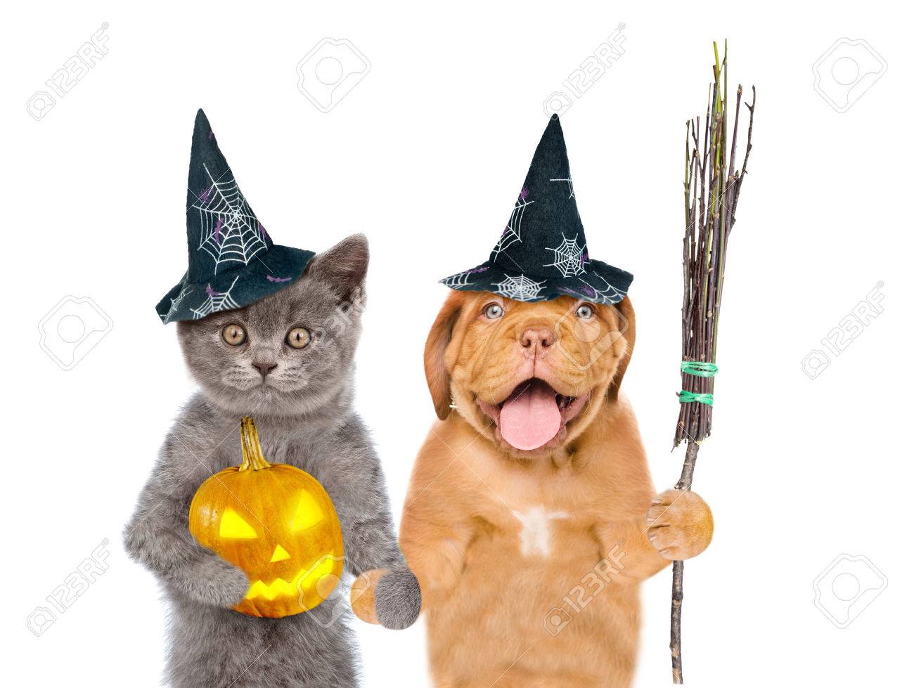 猫と犬で魔女のほうきの棒とカボチャのハロウィーンの帽子。白い背景上 