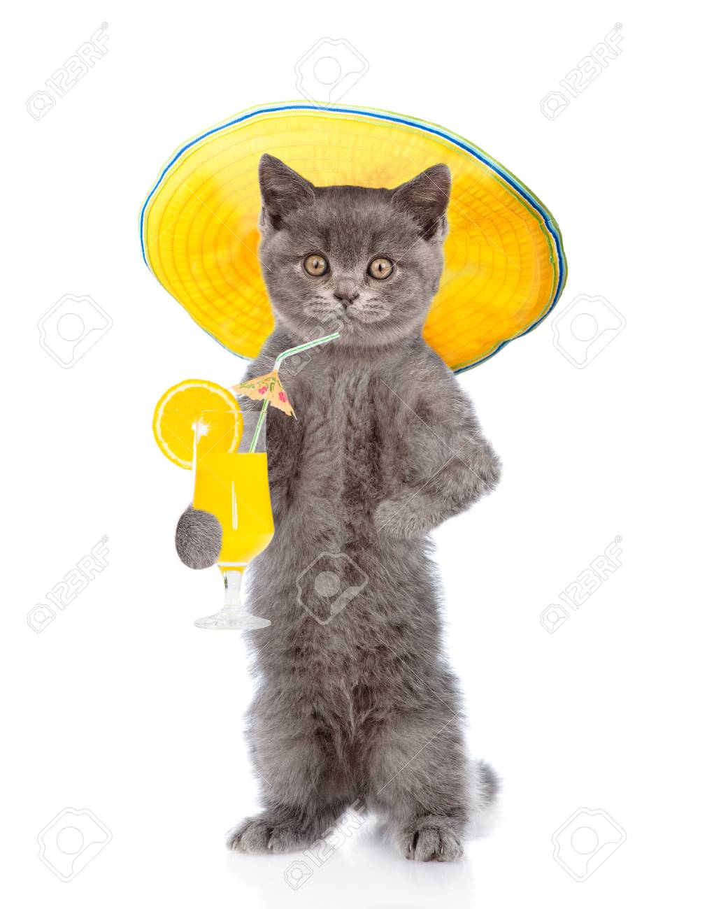 夏帽子で面白い猫は カクテルの熱帯を保持しています 白い背景上に分離 の写真素材 画像素材 Image 8416 夏帽子で面白い猫は カクテルの熱帯を保持しています 白い背景上に分離 の写真素材 画像素材 Image 8416