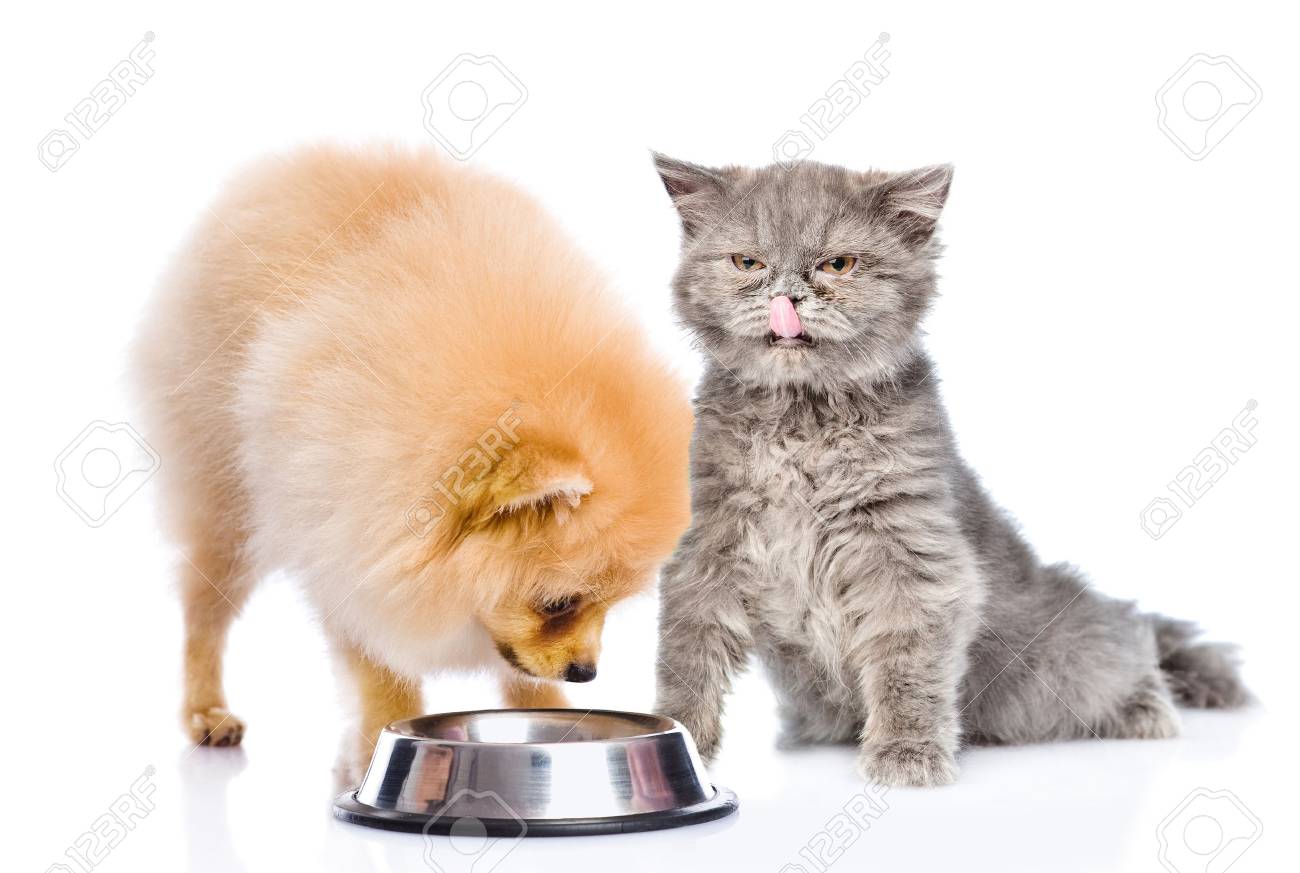 Chien Et Chat Mangeant Ensemble Isolé Sur Fond Blanc