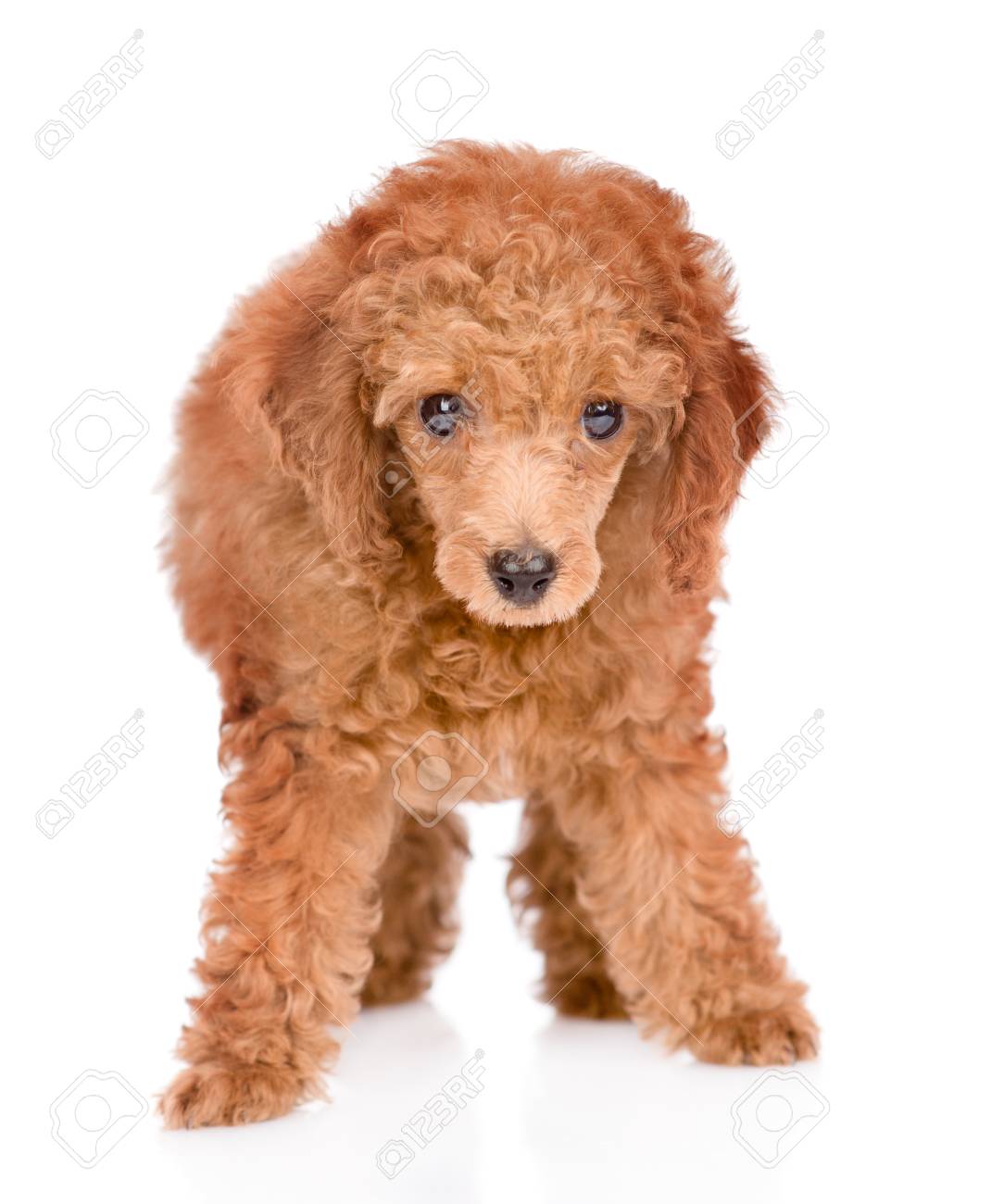 dwarf poodle
