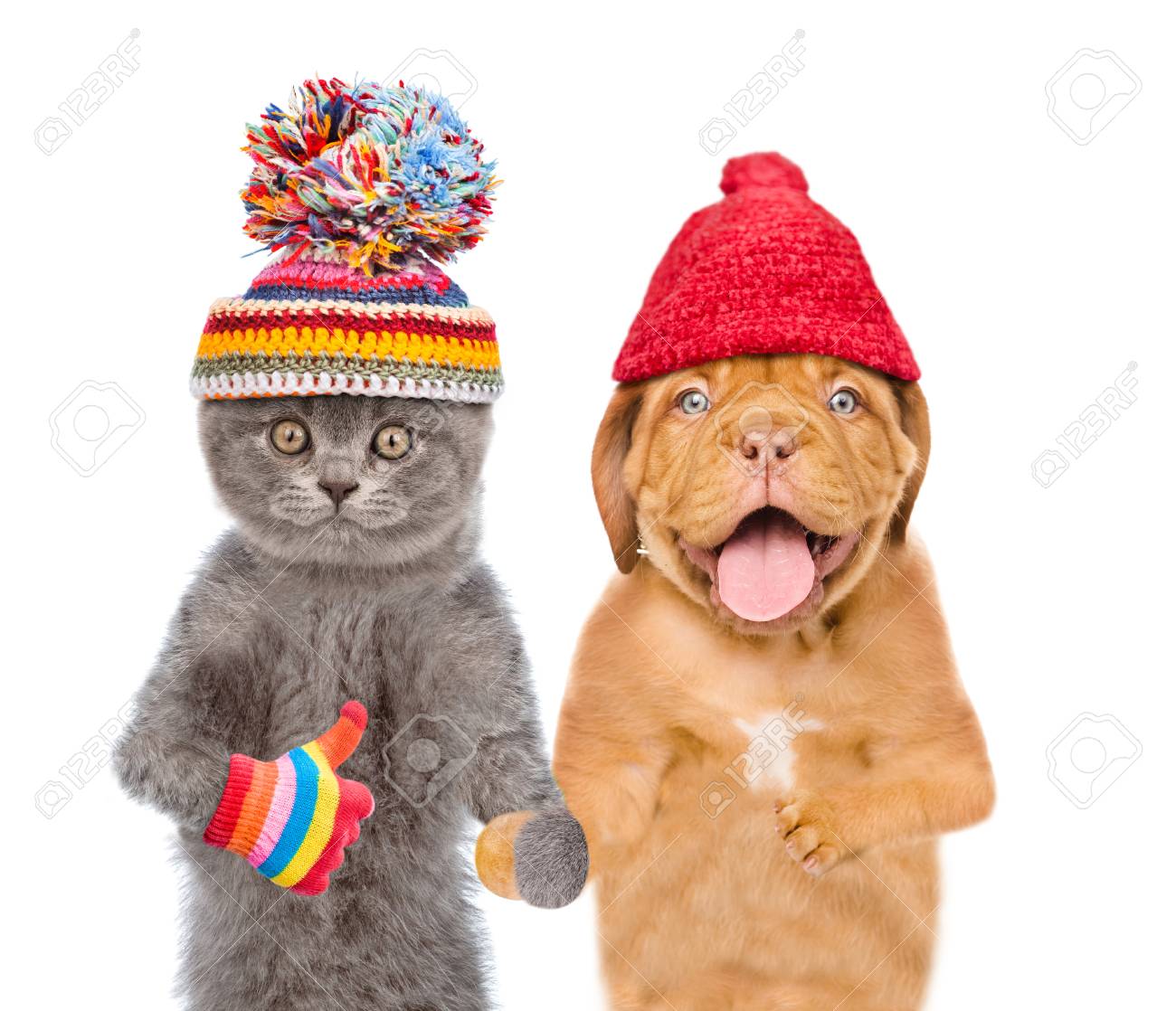 funny kitten and puppy