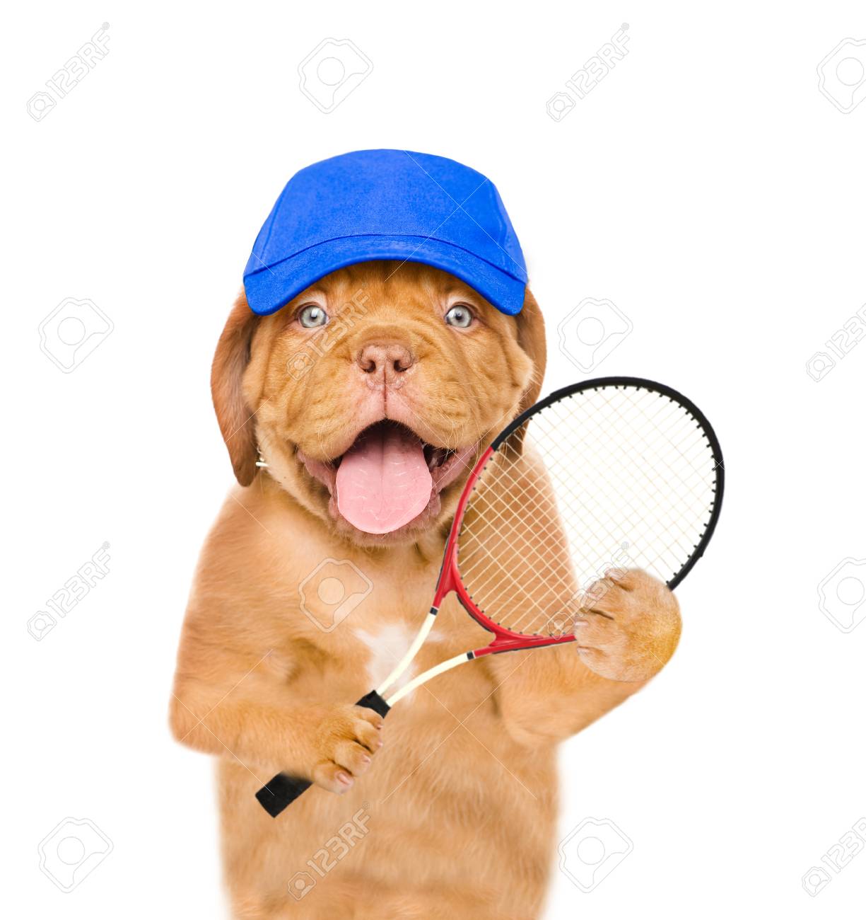 Funny Puppy In Cap With Tennis Racket Isolated On White Background Stock Photo Picture And Royalty Free Image Image 87469071