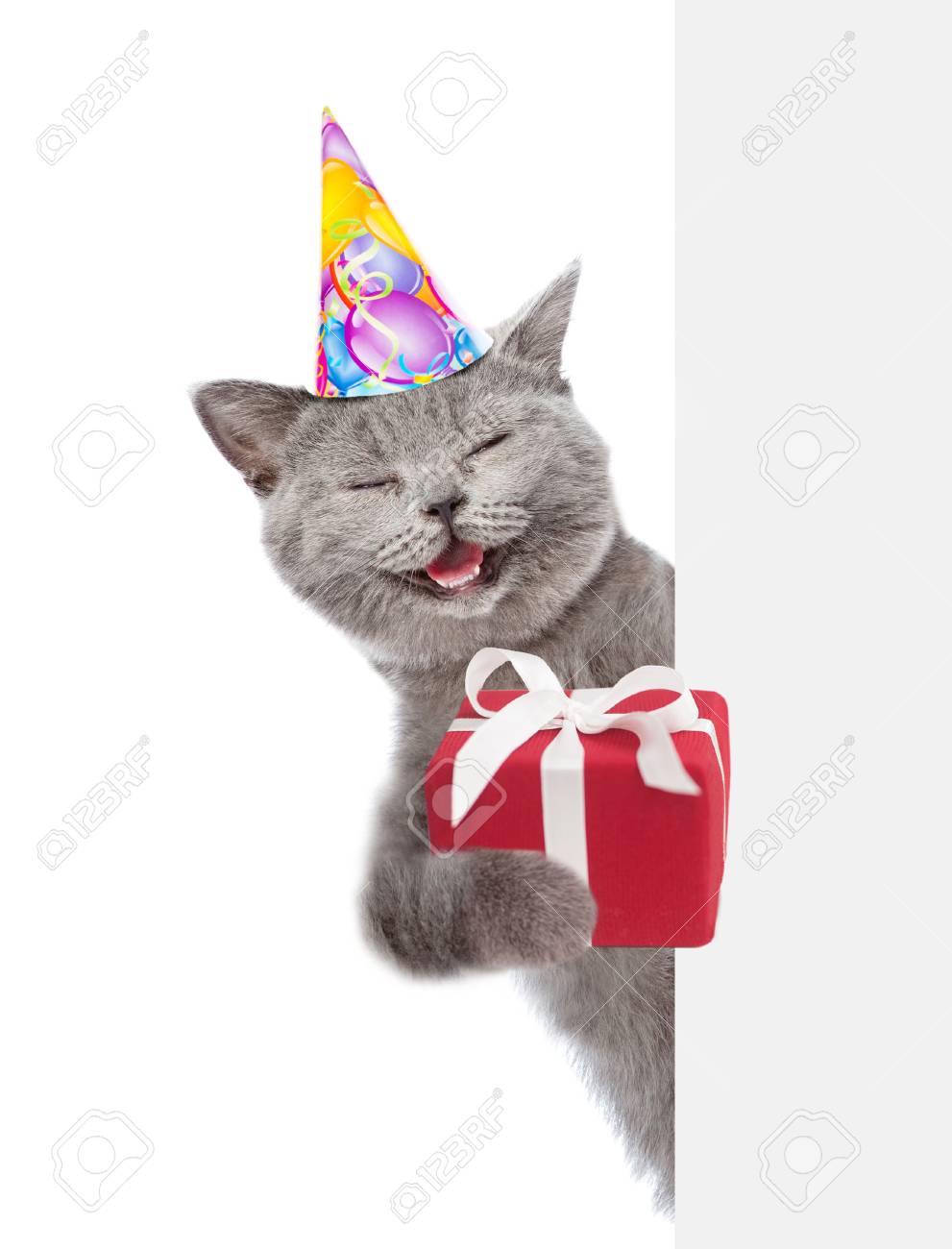 Happy Cat In Party Hat Holding Gift Box And Peeking Above White.. Stock Photo, Picture And Royalty Free Image. Image 89134712.