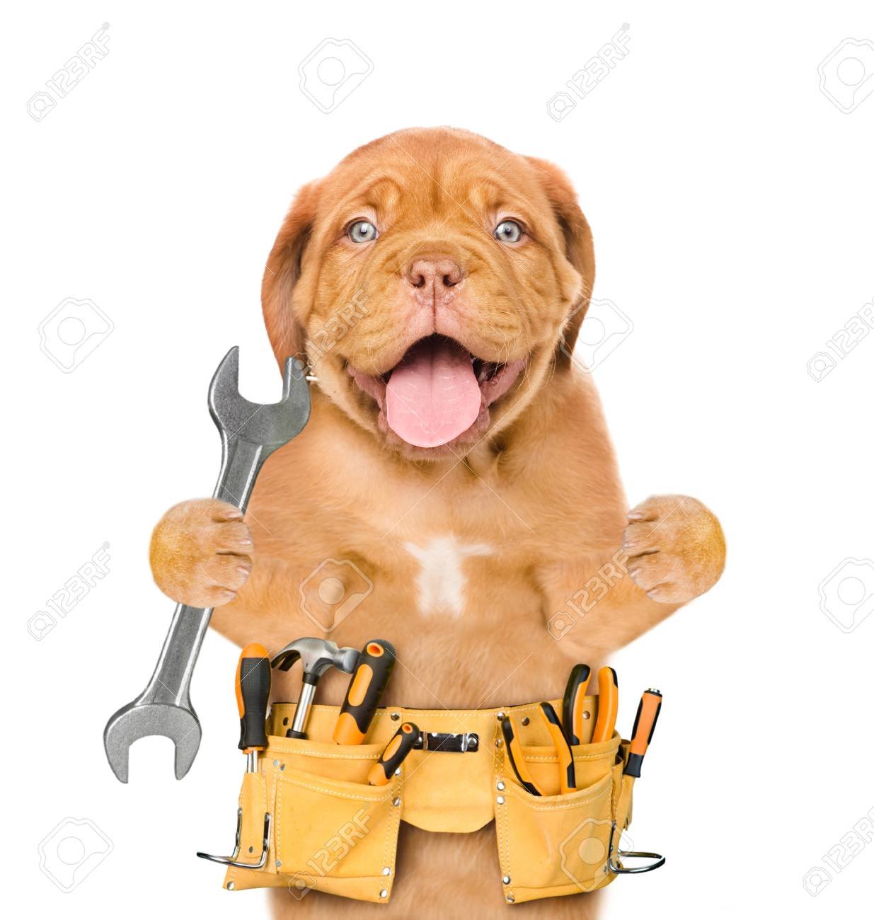 面白い犬ワーカー ツール ベルトとレンチ 白い背景上に分離 の写真素材 画像素材 Image