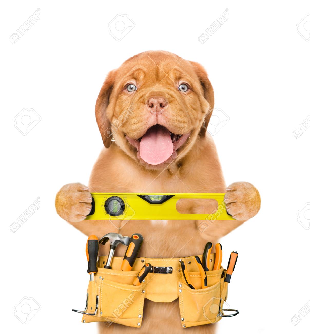 面白い犬ワーカー ツール ベルトと精神レベル 白い背景上に分離 の写真素材 画像素材 Image