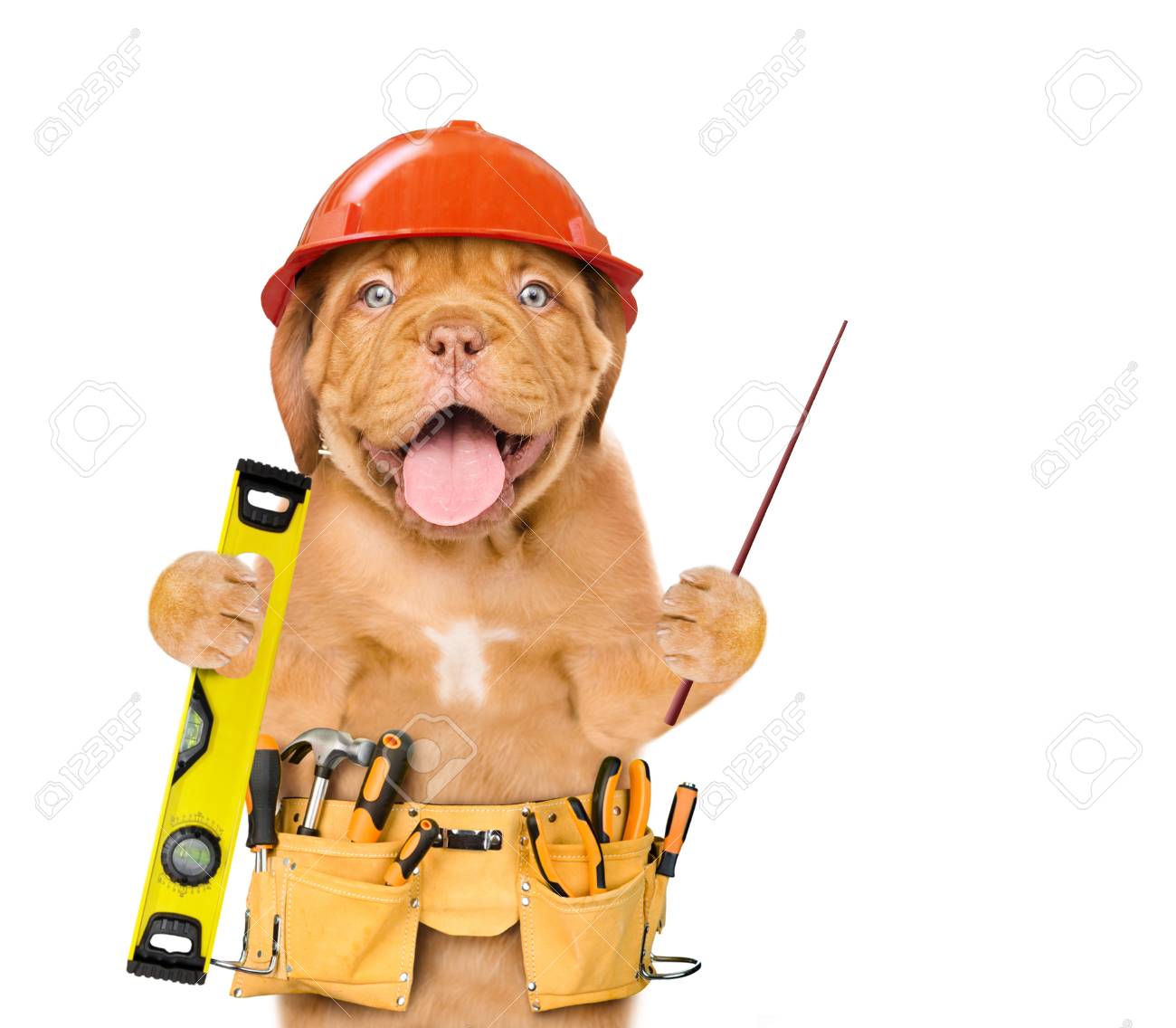 dog with construction hat