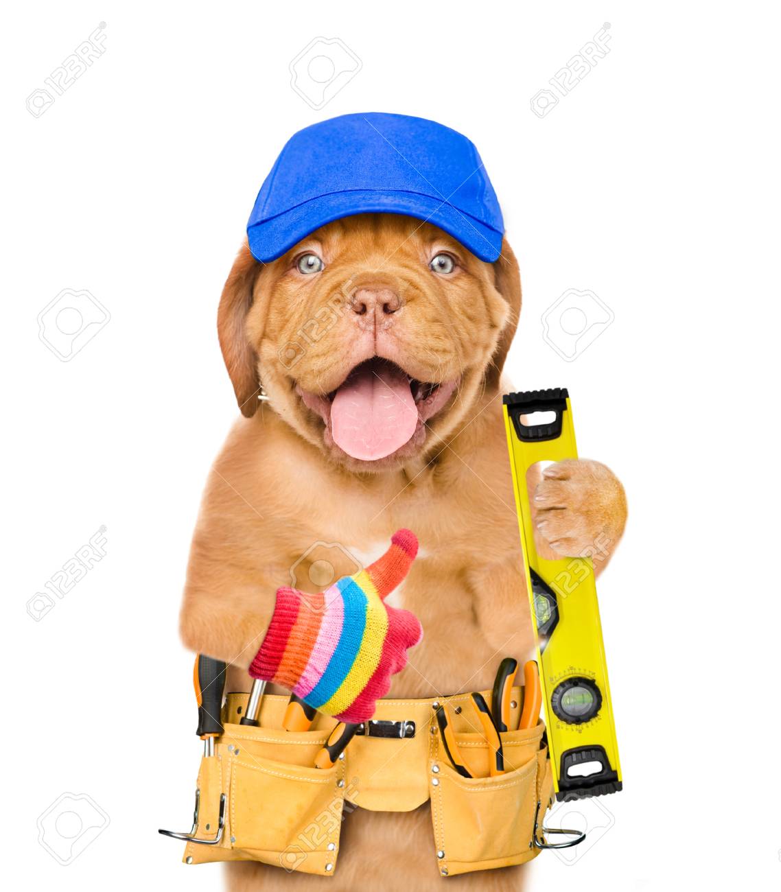 dog with tool belt