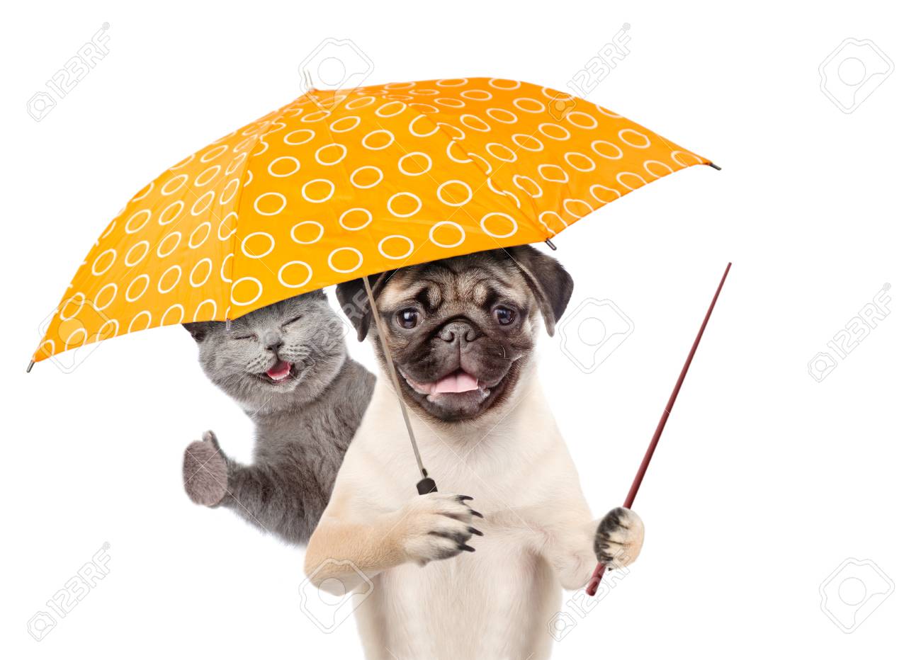 umbrella with dogs