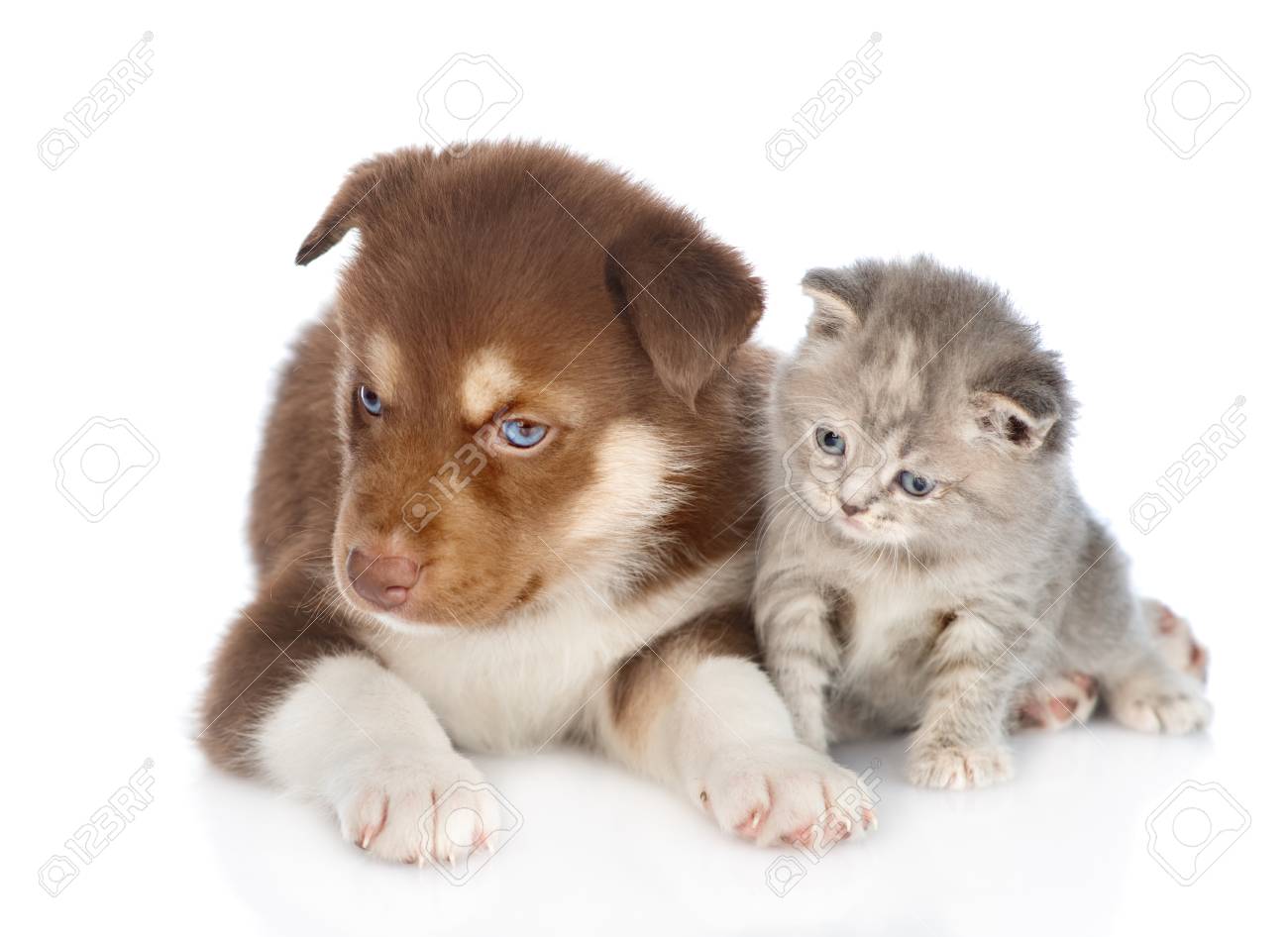 Tabby Kitten And Siberian Husky Puppy Lying Together Isolated