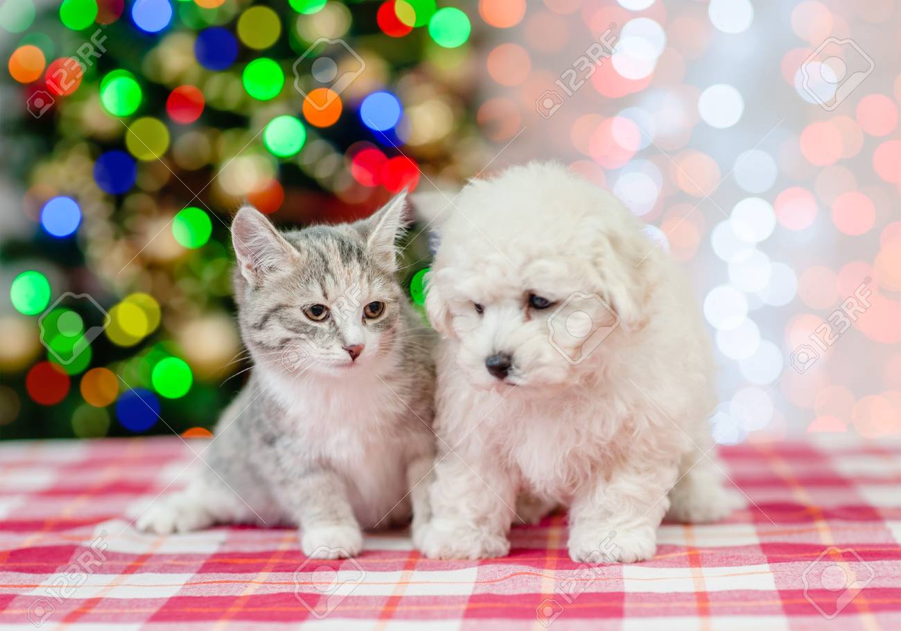bichon frise cats