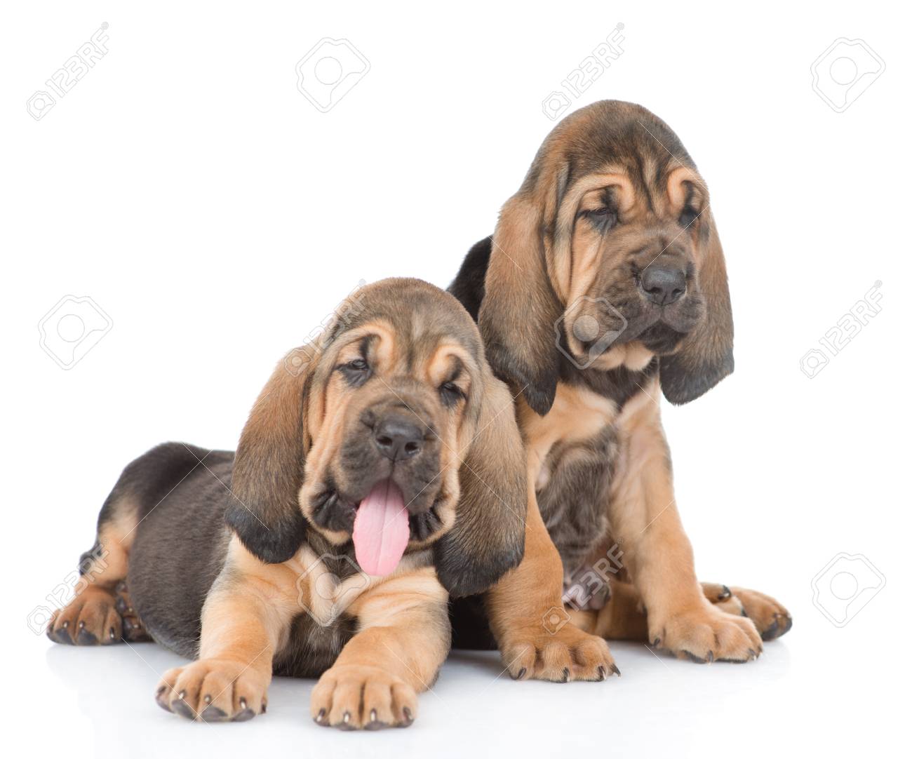 bloodhound puppies