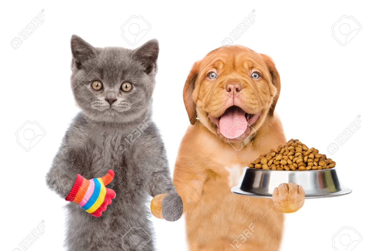 Funny Puppy Holding Bowl Of Dry Dog Food And Kitten Showing Thumbs Up Isolated On White Background Stock Photo Picture And Royalty Free Image Image 94595967