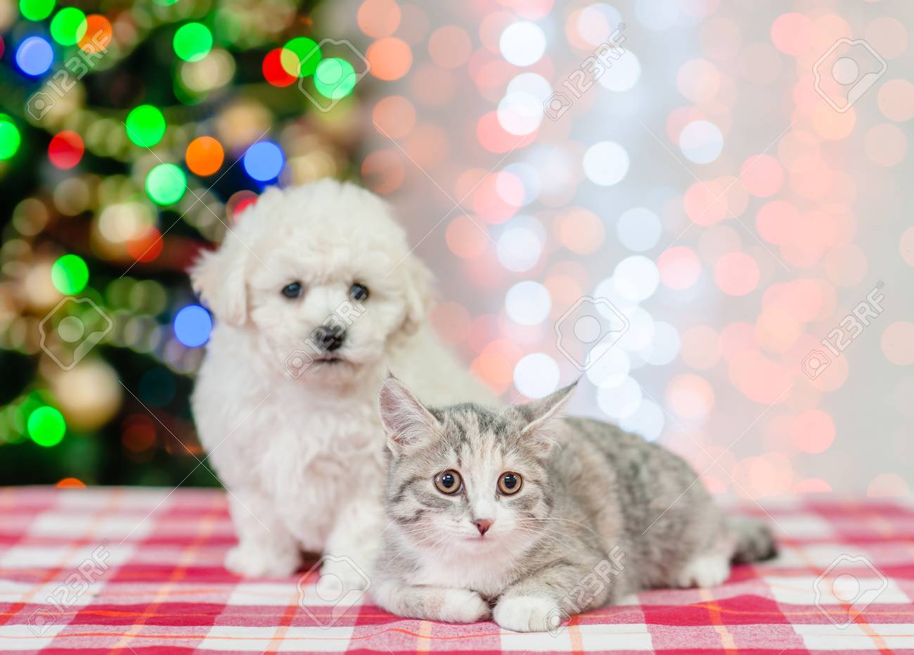 bichon frise cats