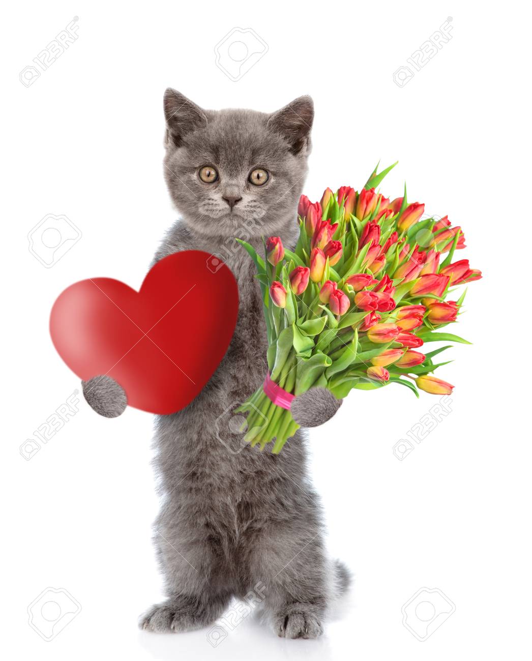 チューリップとハートの花束を持つ猫 白い背景に隔離されています の写真素材 画像素材 Image チューリップとハートの花束を持つ猫 白い背景に隔離されています の写真素材 画像素材 Image