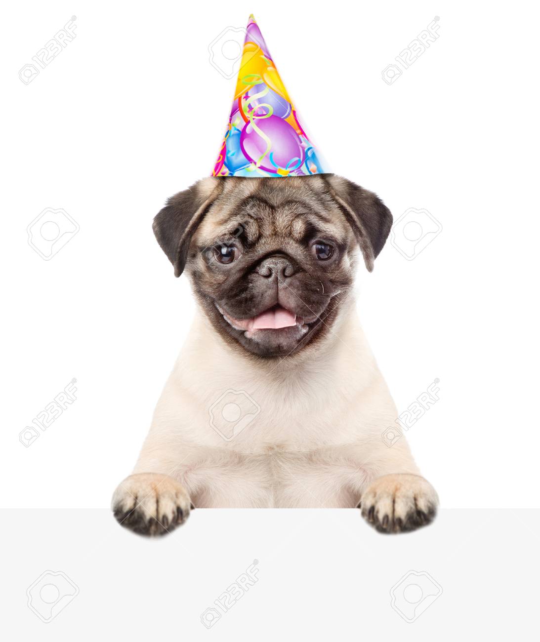 Pug with birthday hat Clearance