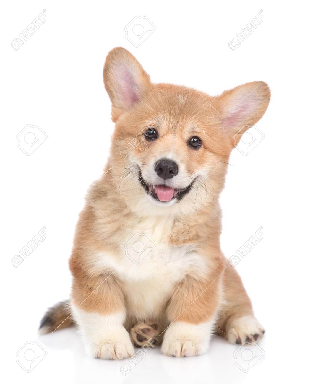 red corgi puppy