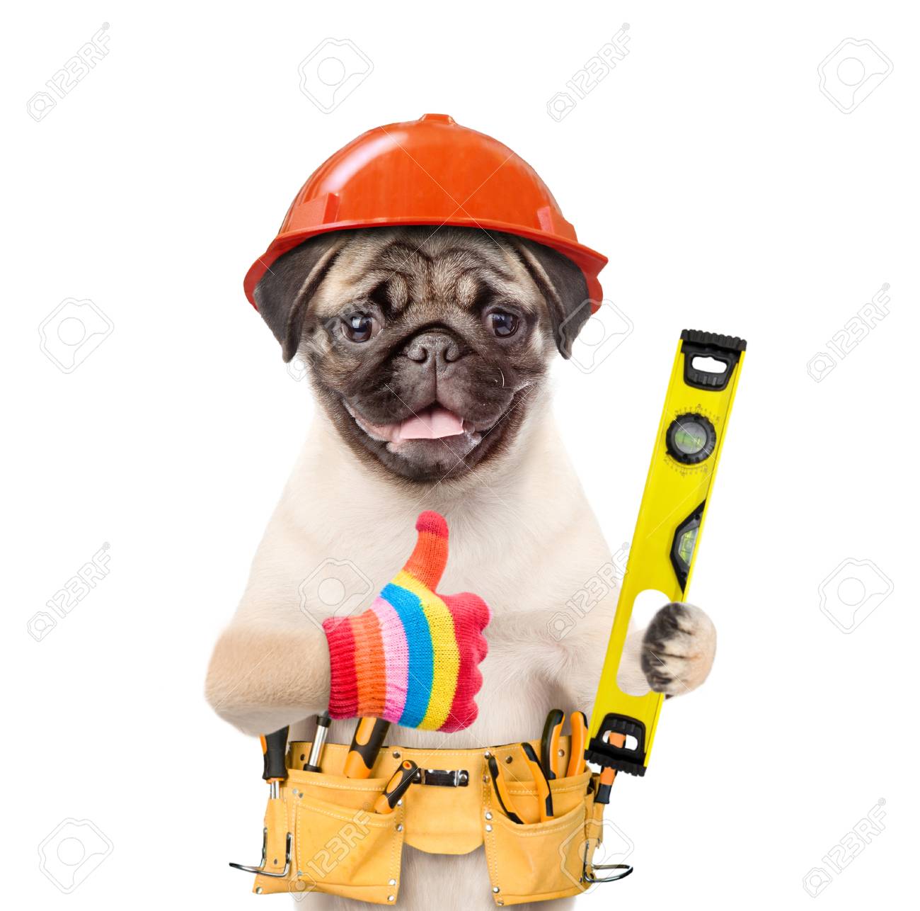 dog hard hat dog hard hat
