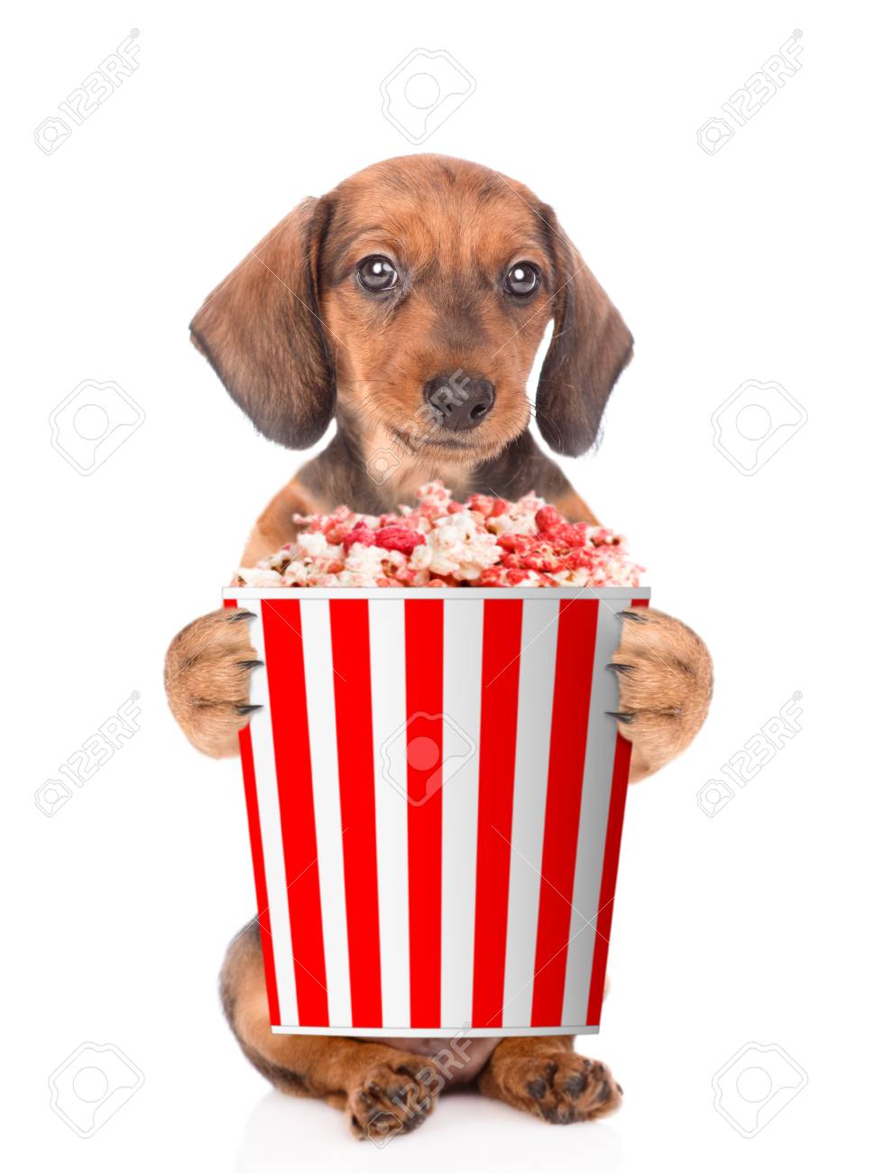 puppy popcorn