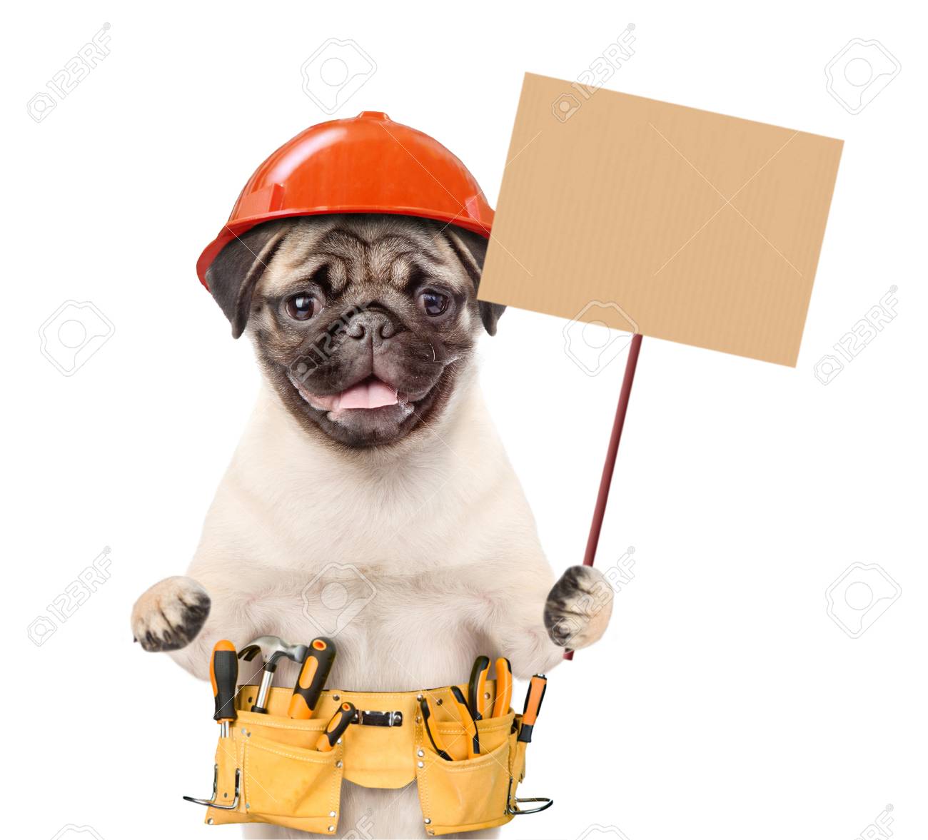 Puppy hard hat Clearance