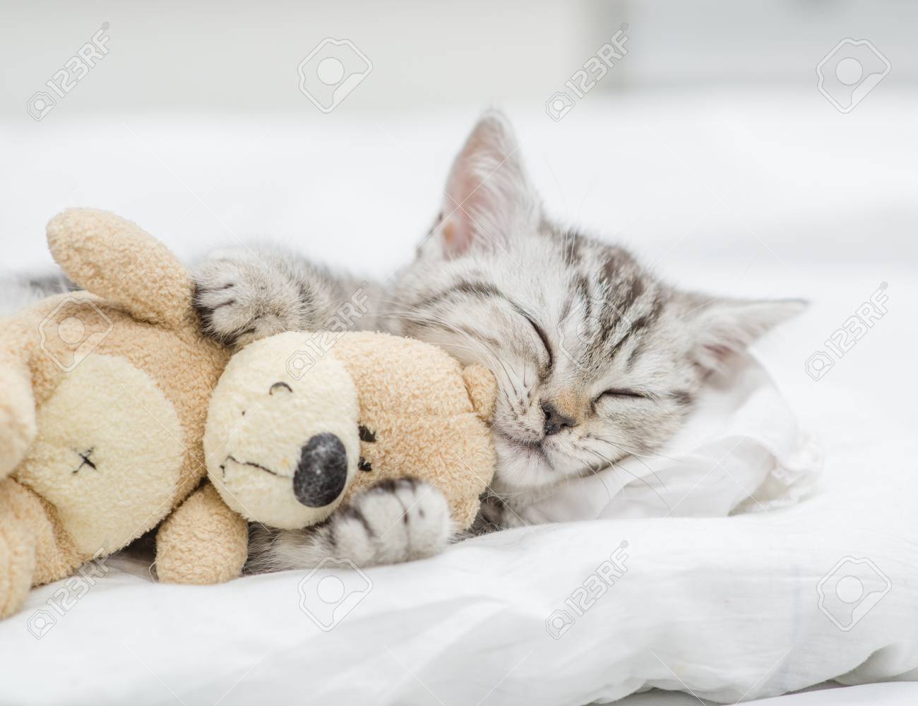 sleeping kitten toy