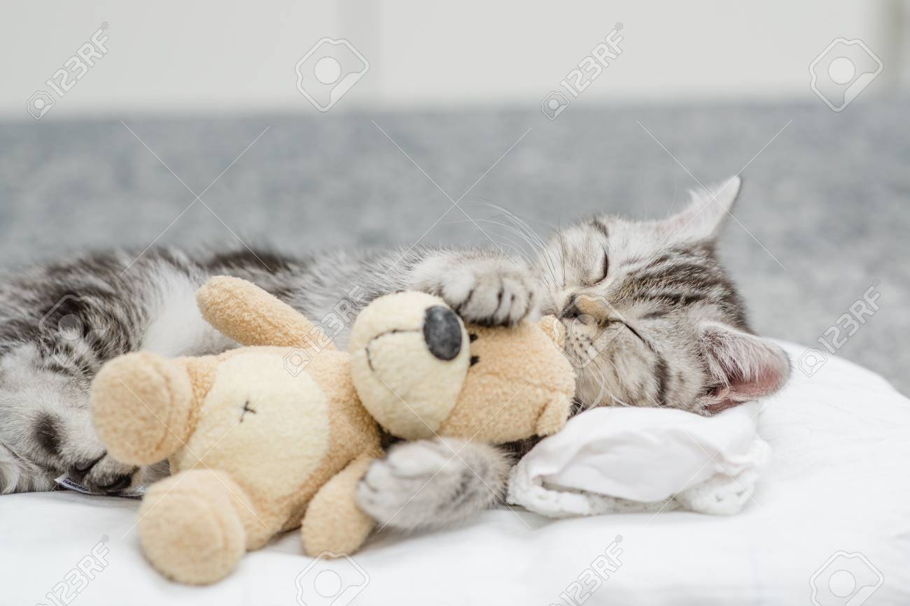 sleeping kitten toy