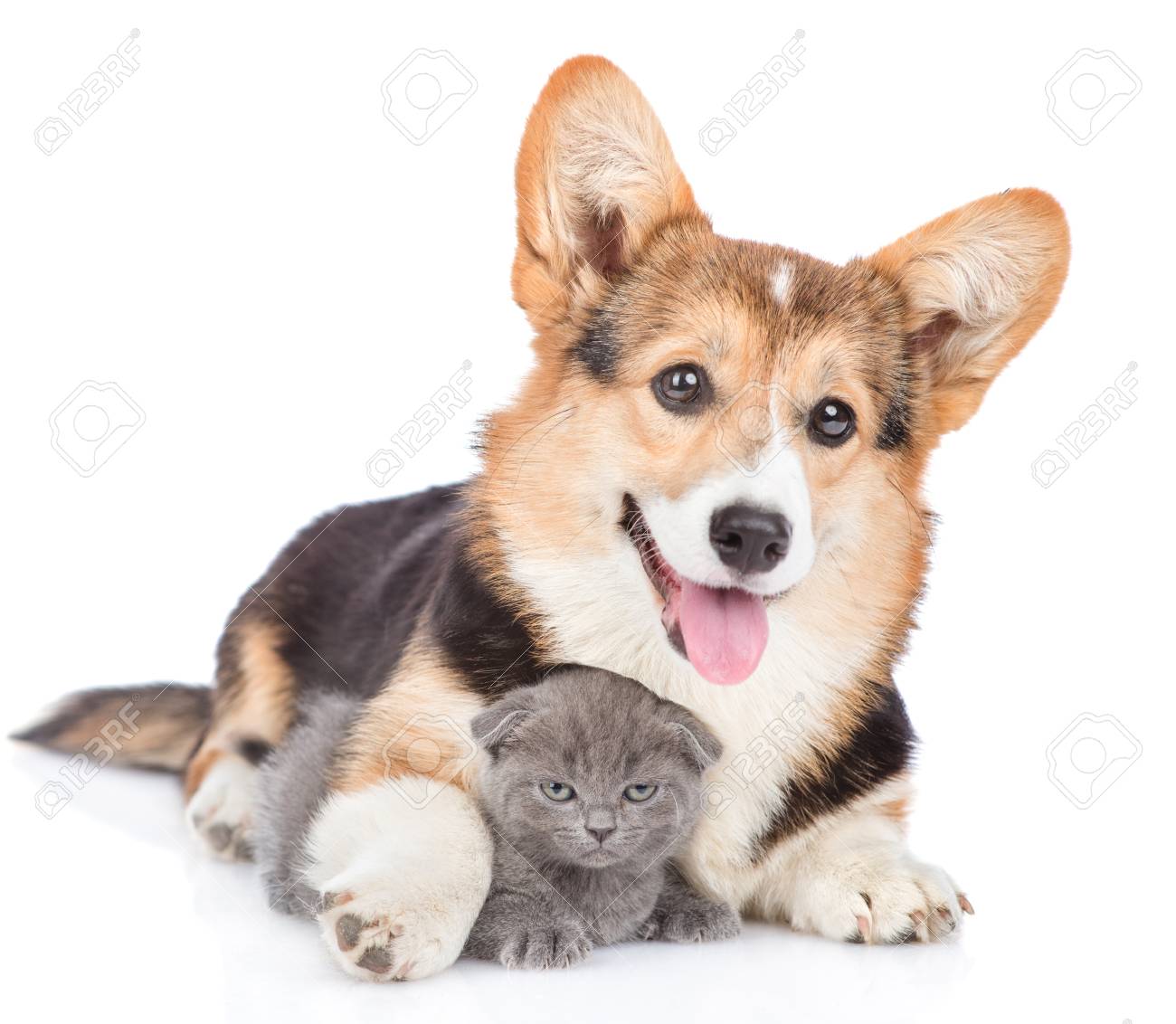 golden retriever puppy blue eyes