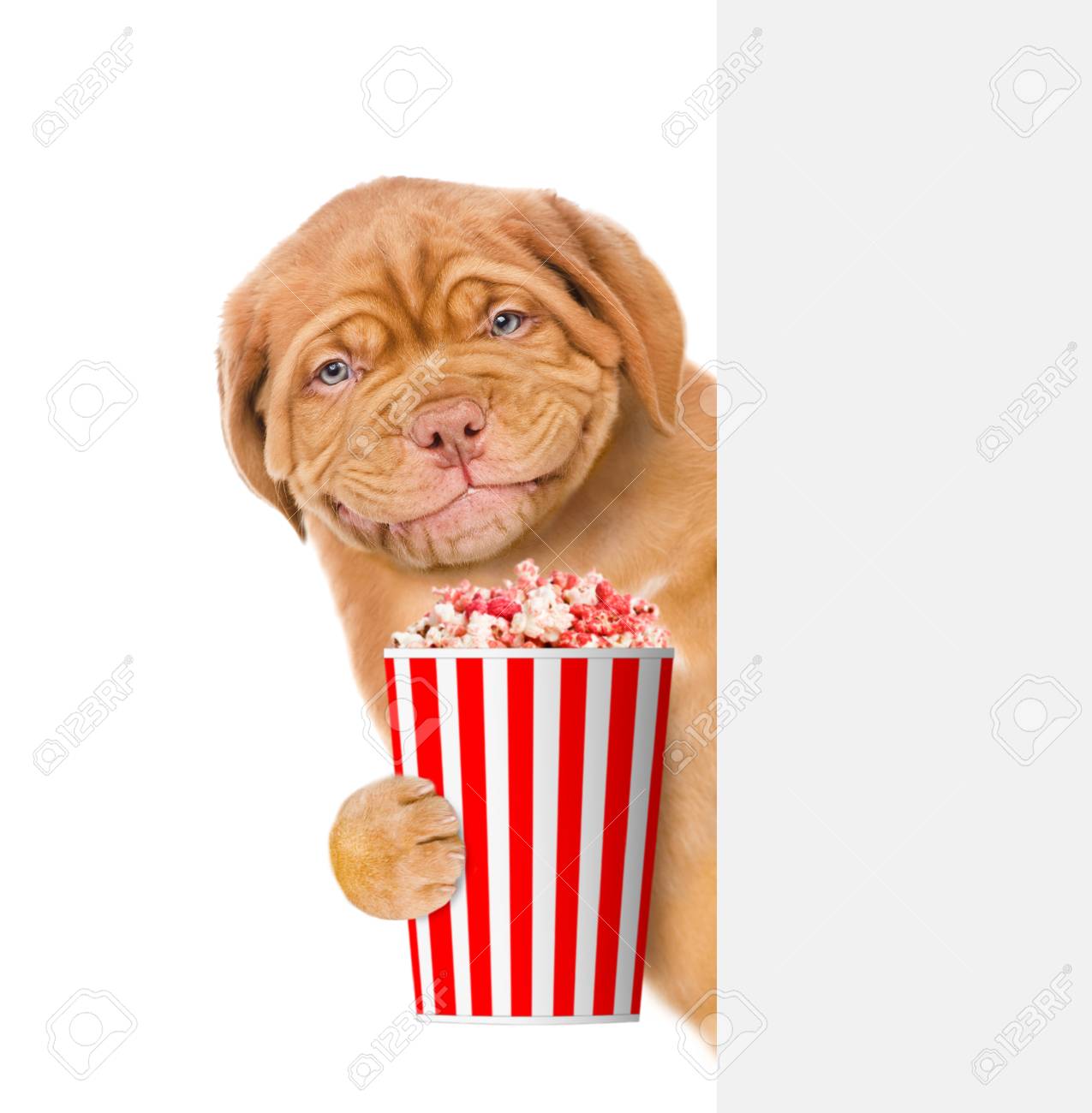 puppy popcorn