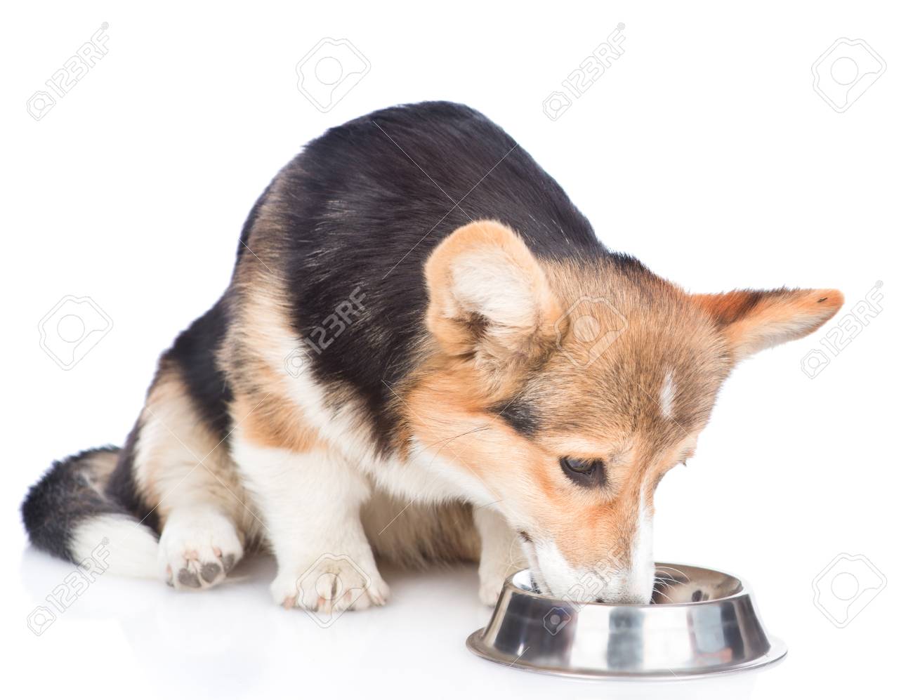 corgi diet