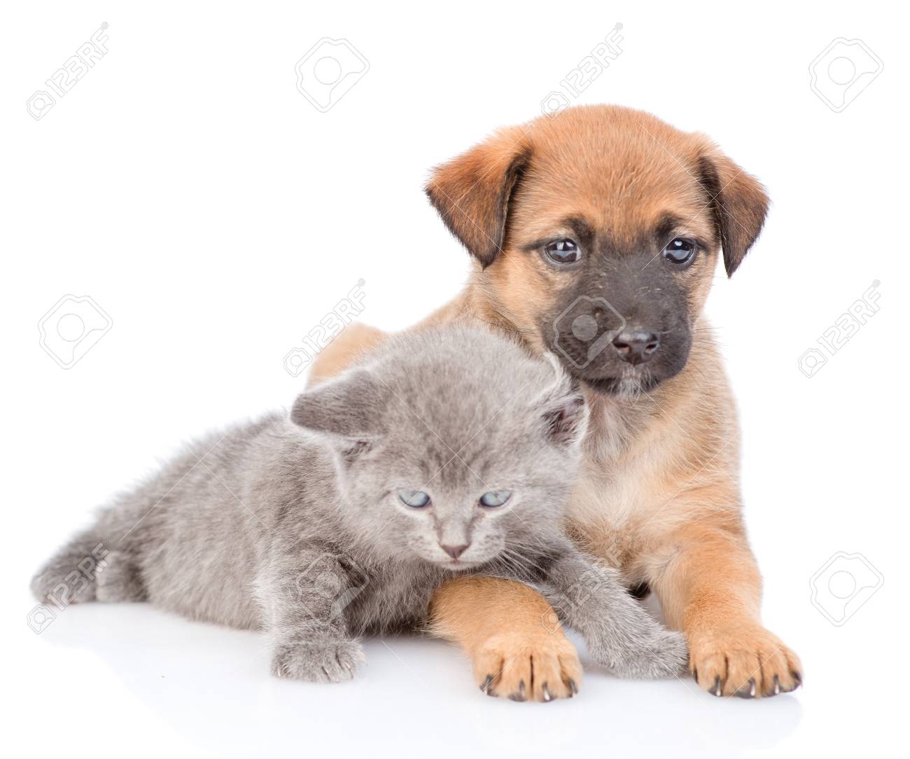 mongrel puppies for sale near me