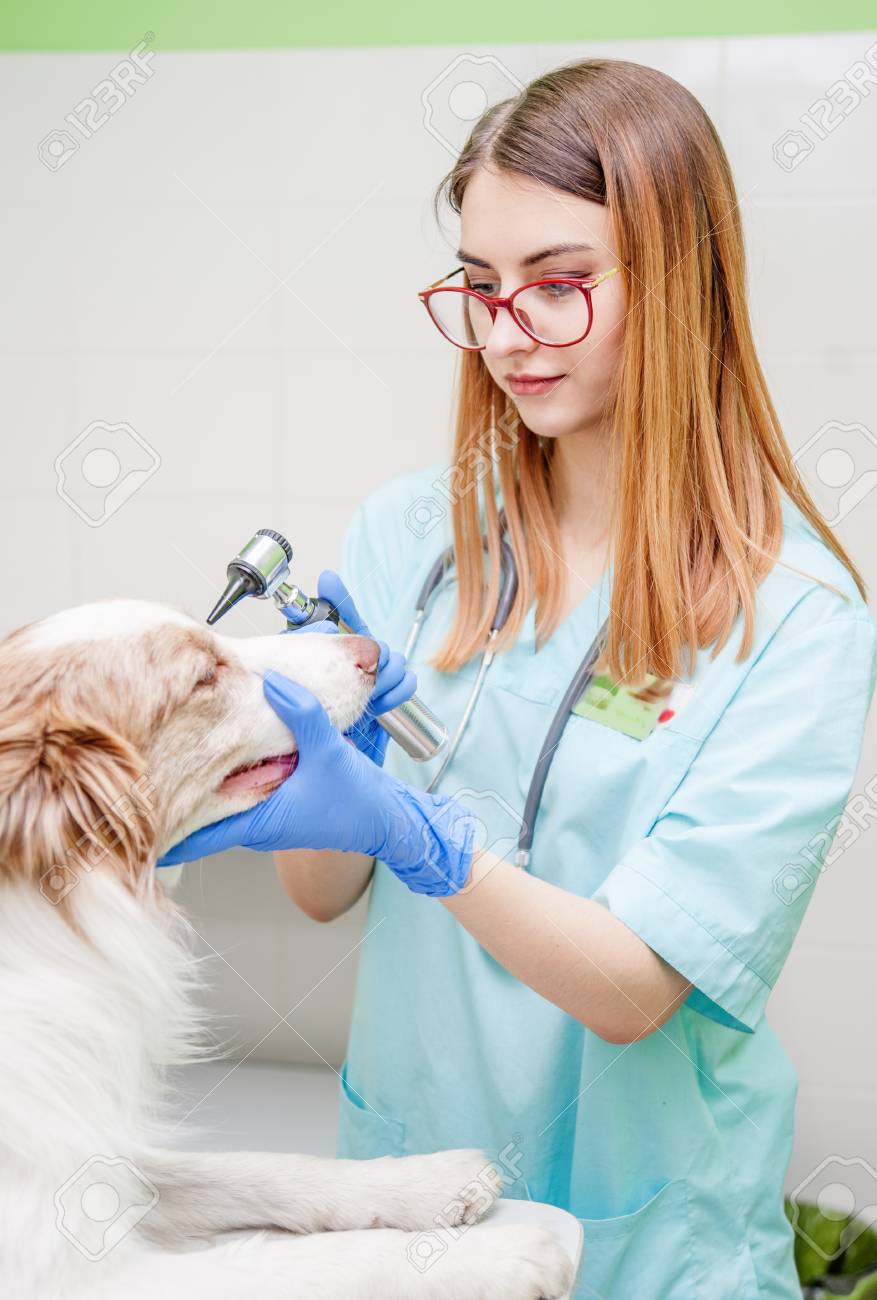 eye dog doctor