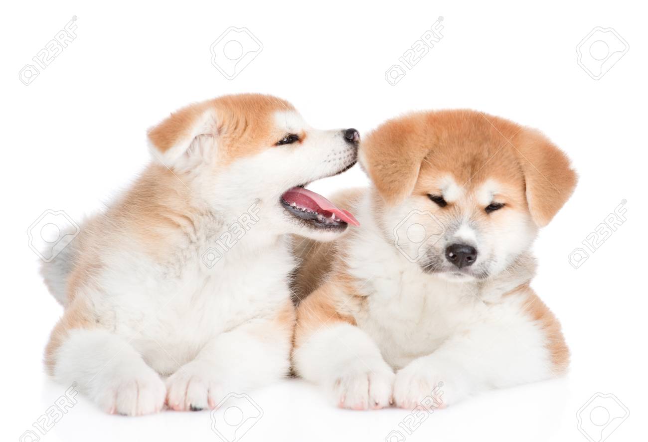 long eared dog water bowls