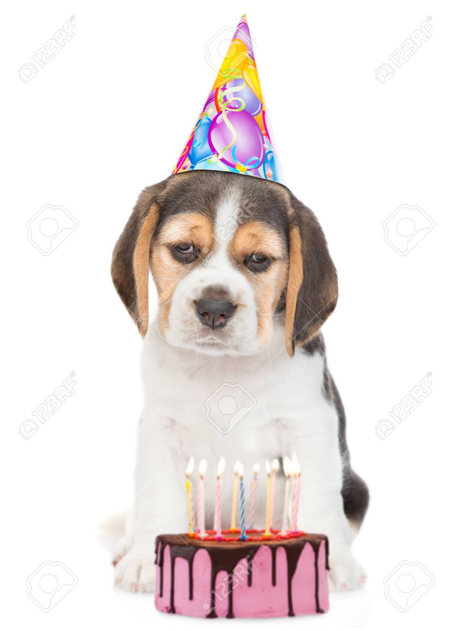 beagle birthday cake